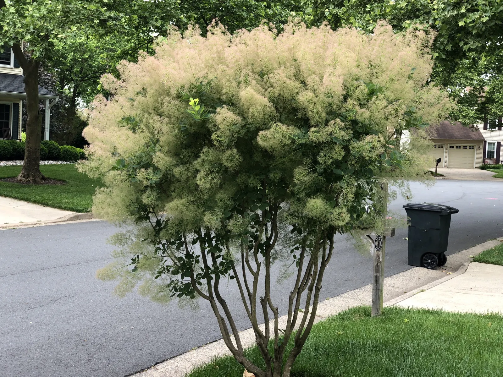 American Smoke Bush (Cotinus Obovatus) — Native to the southern United States