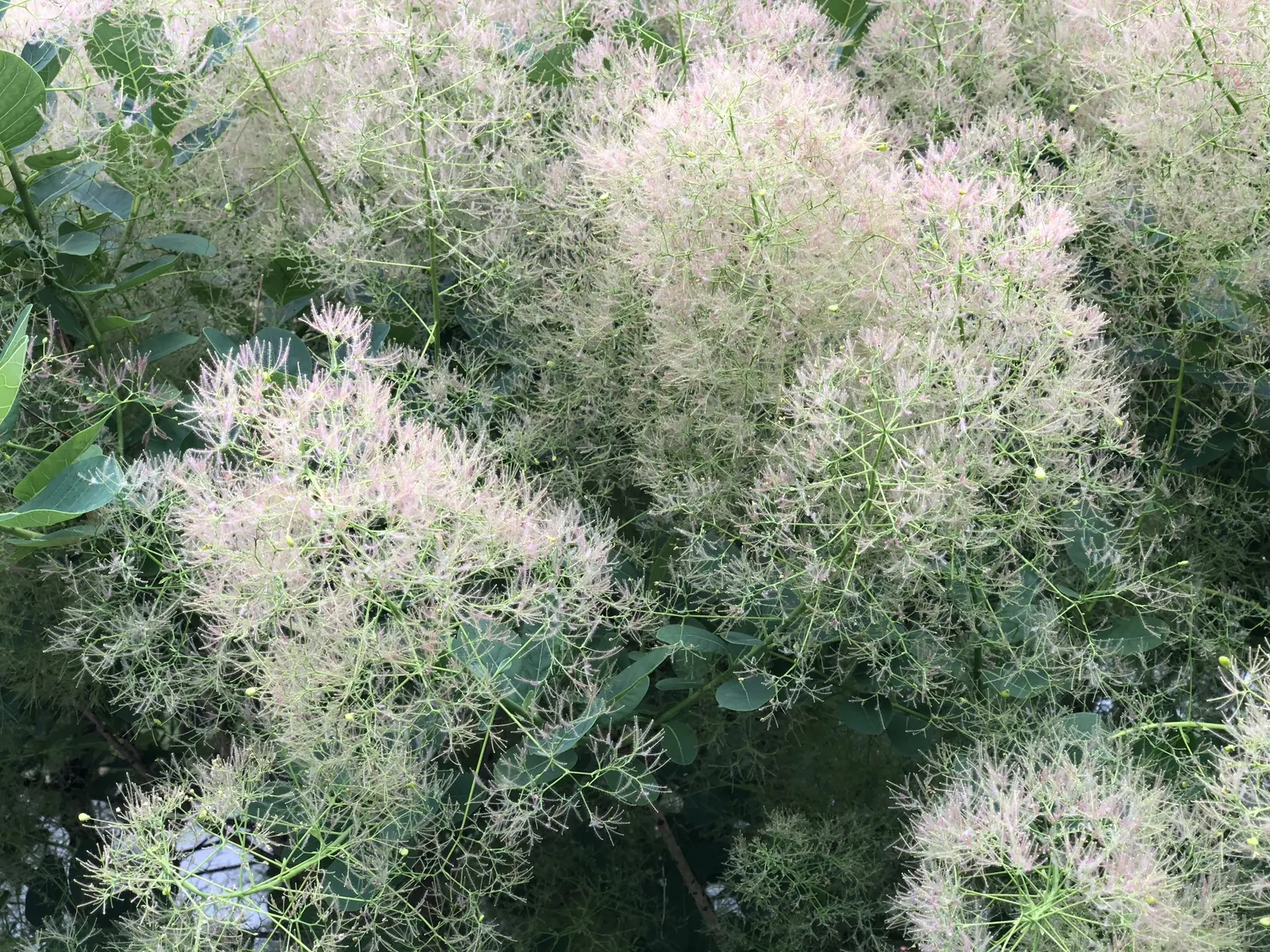 American Smoke Bush (Cotinus Obovatus) — noted for its eye-catching
