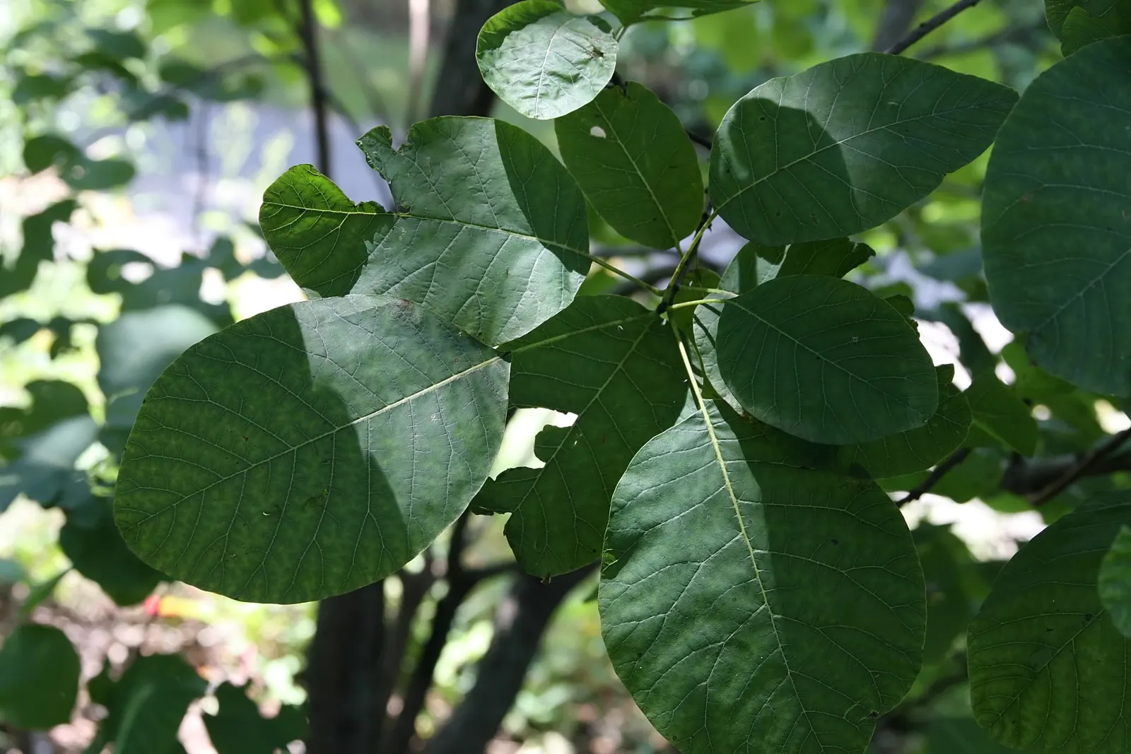 American Smoke Bush (Cotinus Obovatus) — It can serve as a focal point in garden designs or as part of a mixed border