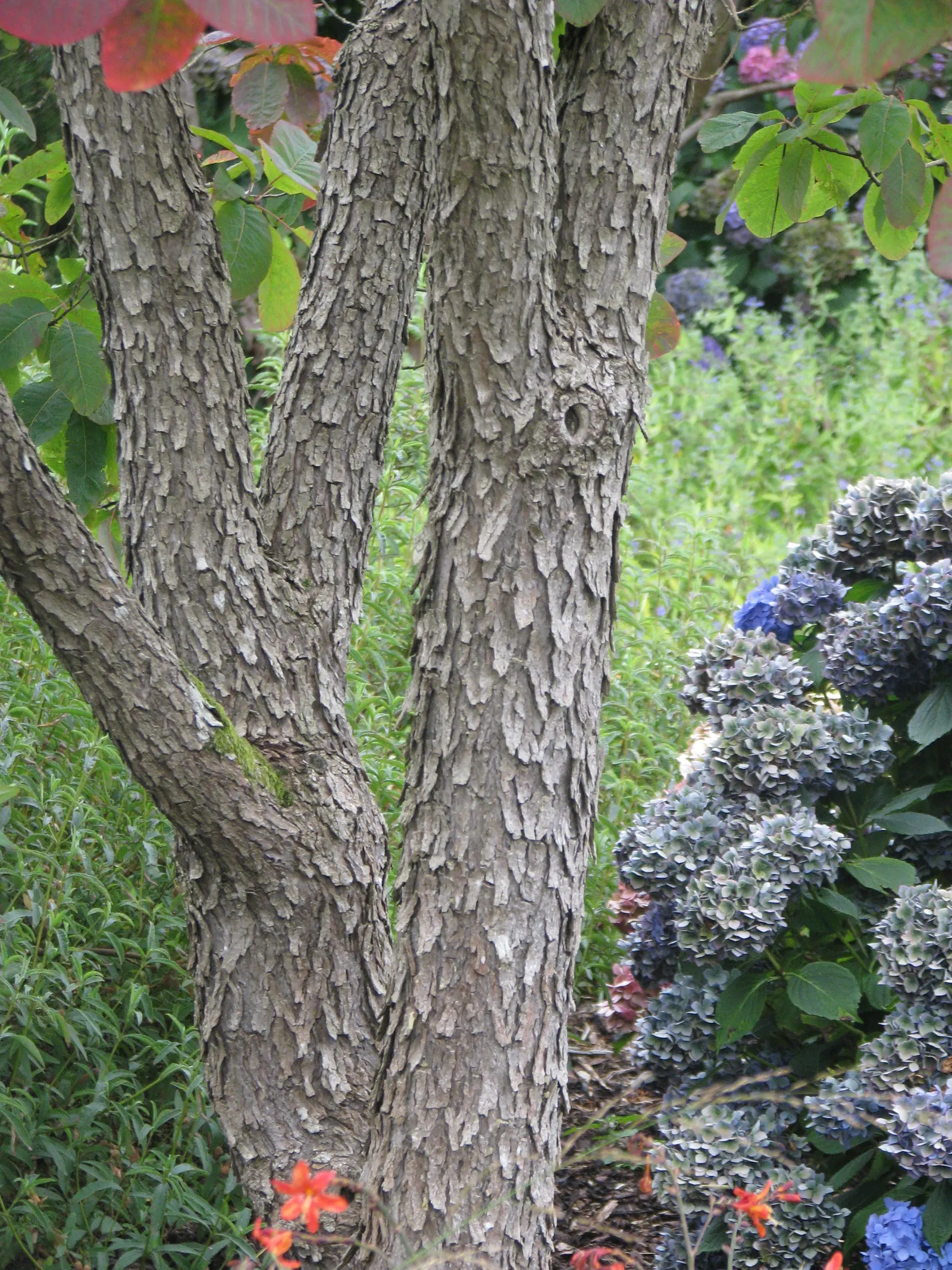 American Smoke Bush (Cotinus Obovatus) — being notably adaptable to different soil types