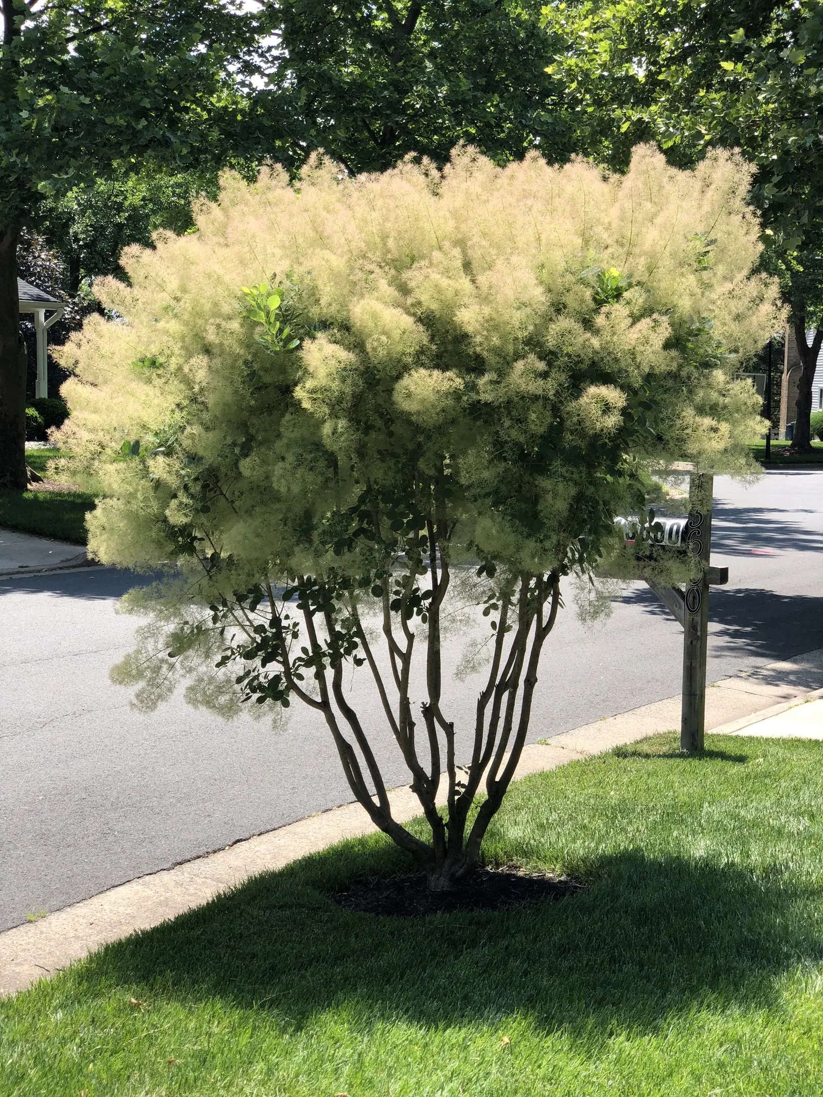 American Smoke Bush (Cotinus Obovatus) — deep green as they mature