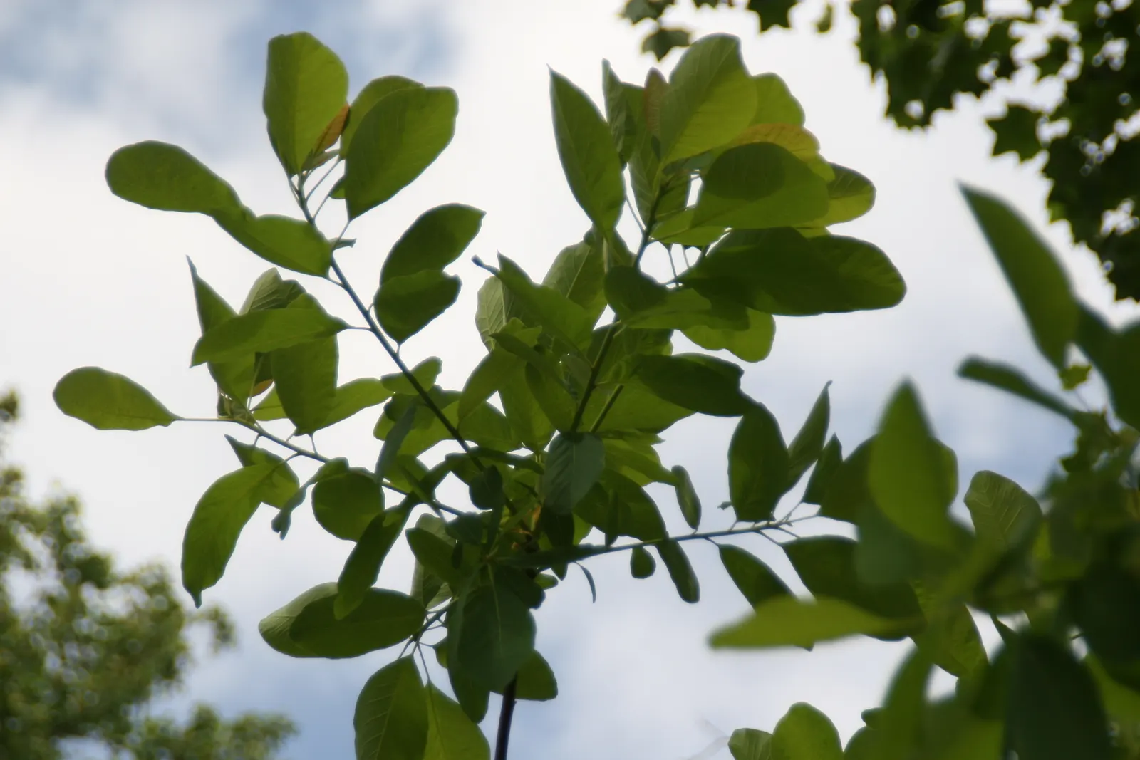 American Smoke Bush (Cotinus Obovatus) — enriching the biodiversity of the garden space