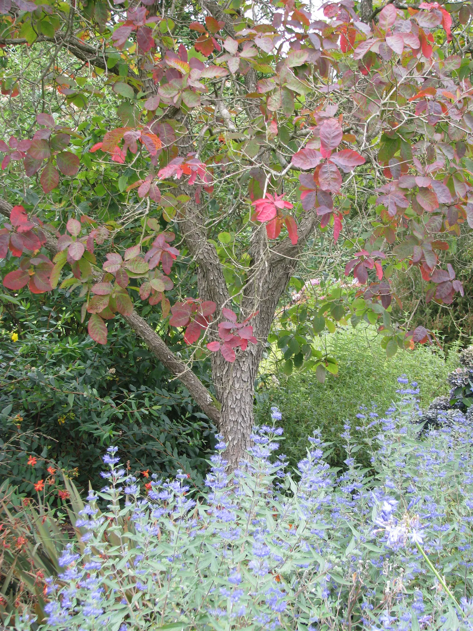 American Smoke Bush (Cotinus Obovatus) — Preferring well-drained soil, it thrives in full sun to partial shade