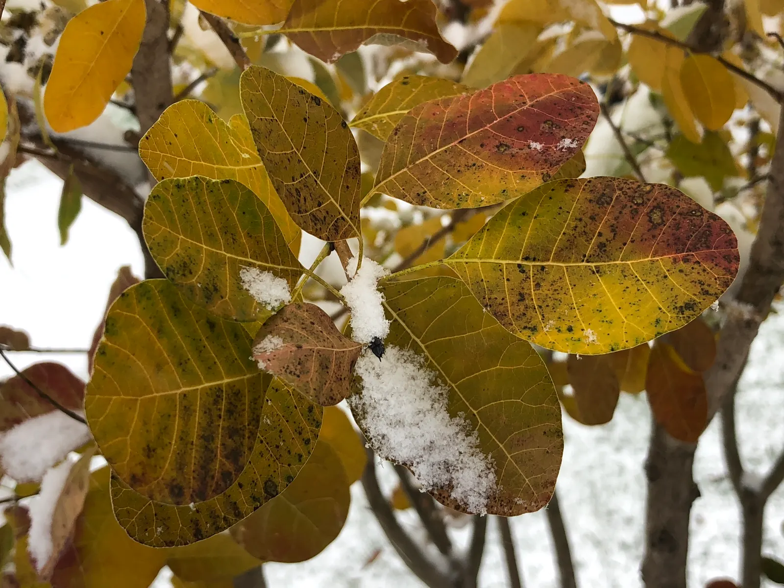 American Smoke Bush (Cotinus Obovatus) — tree for full or half