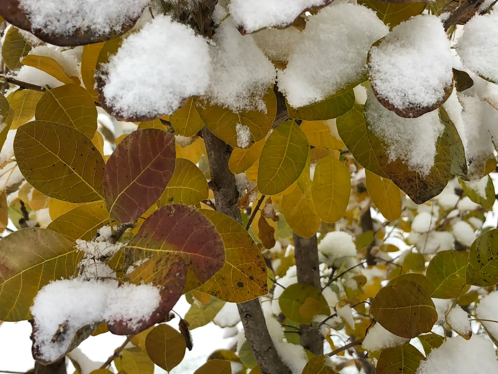 American Smoke Bush (Cotinus Obovatus) — Relatively low maintenance