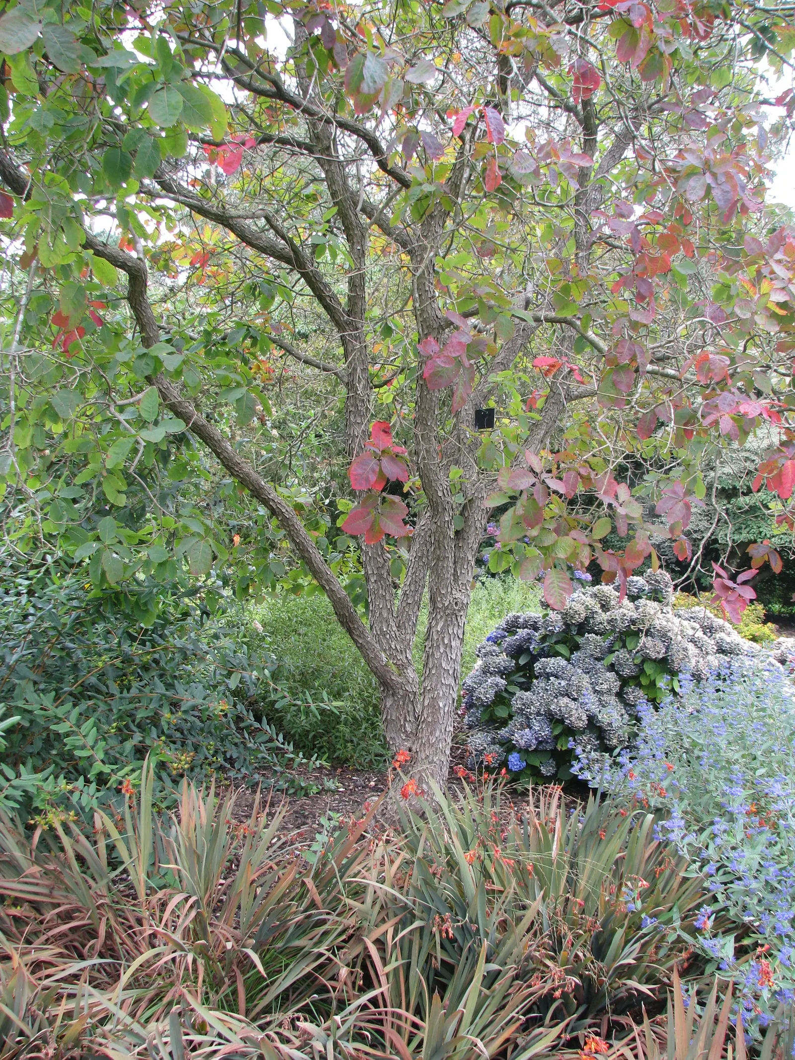 American Smoke Bush (Cotinus Obovatus) — is an eye-catching deciduous shrub that provides a unique addition to any landscape with its cloud-like
