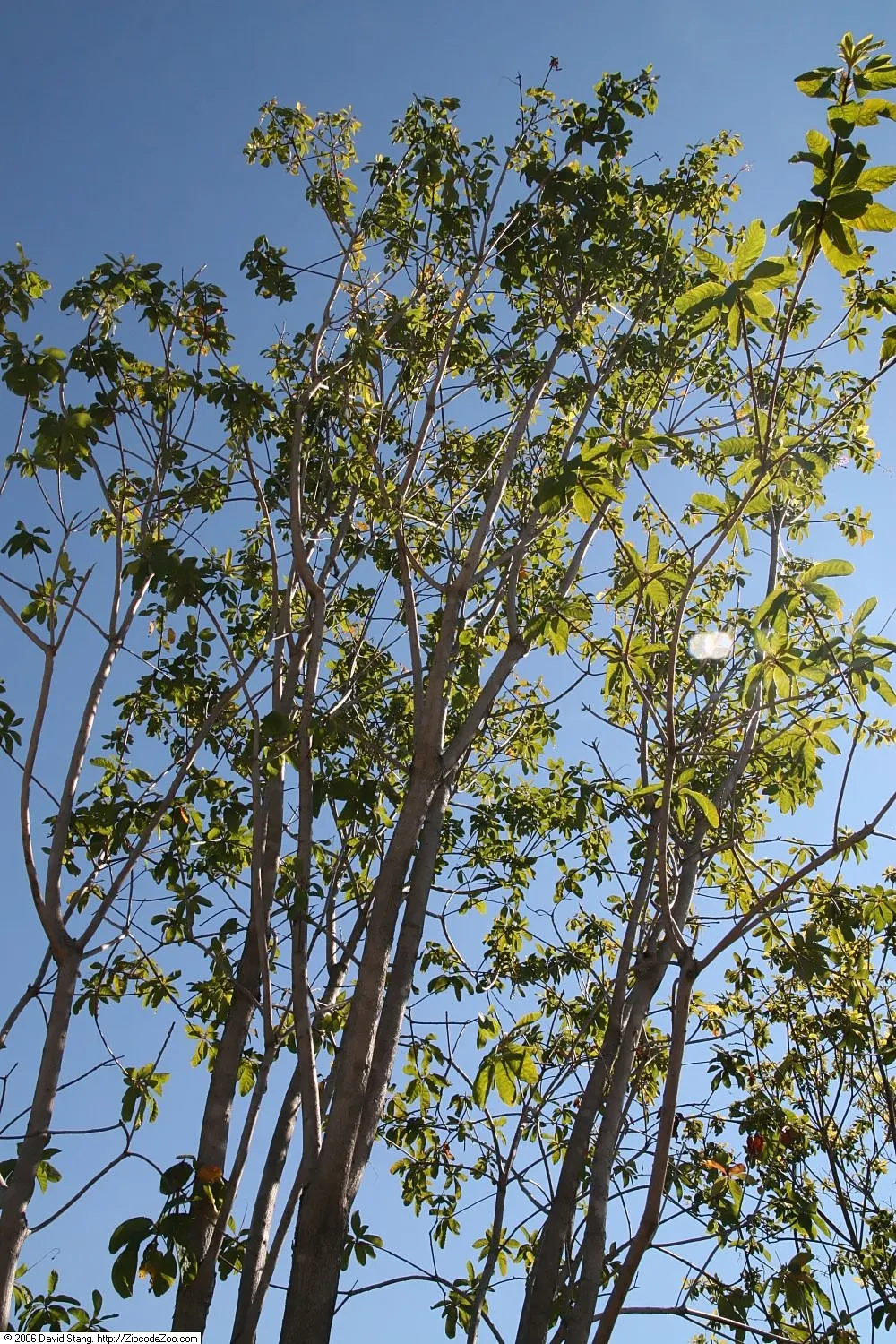 American Smoke Bush (Cotinus Obovatus) — rounded leaves that emerge in a soft blue-green hue