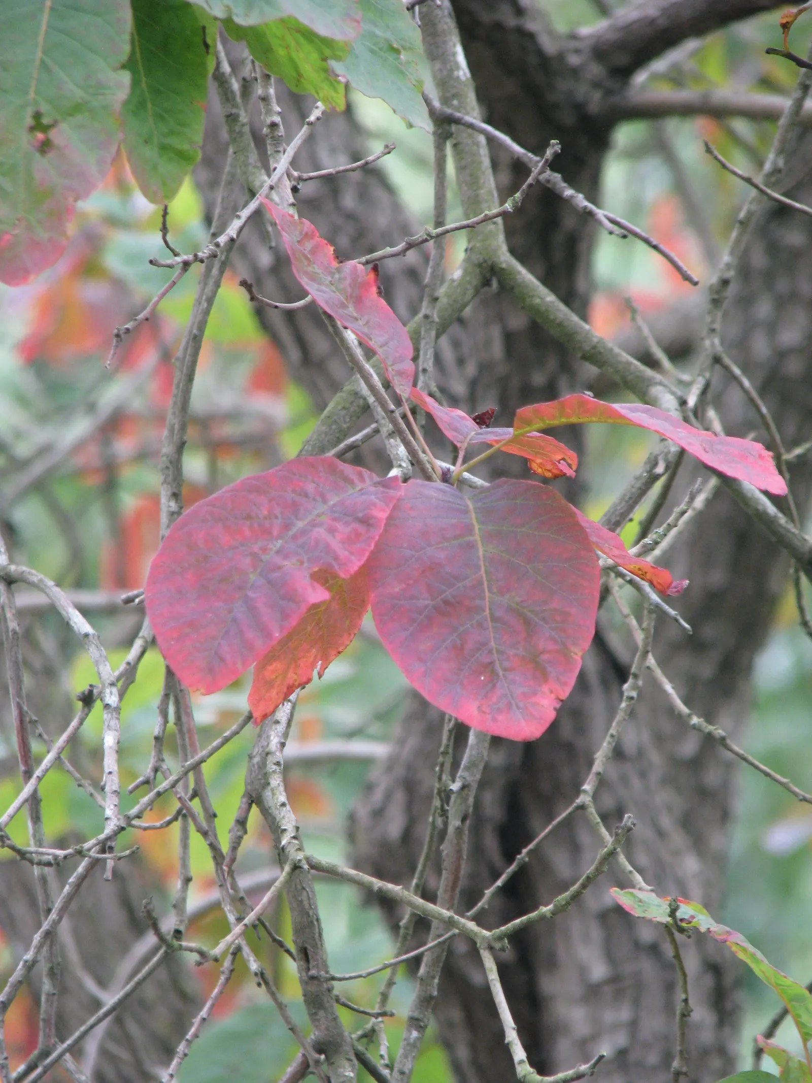American Smoke Bush (Cotinus Obovatus) — Oval foliage transforms from blue-green to vivid fall colors