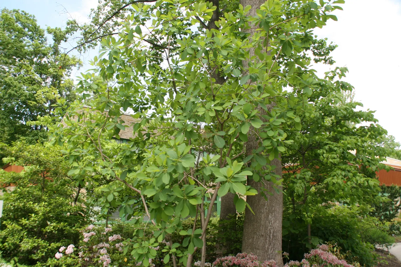 American Smoke Bush (Cotinus Obovatus) — <br><br>This plant prefers full sun to partial shade and well-drained soil