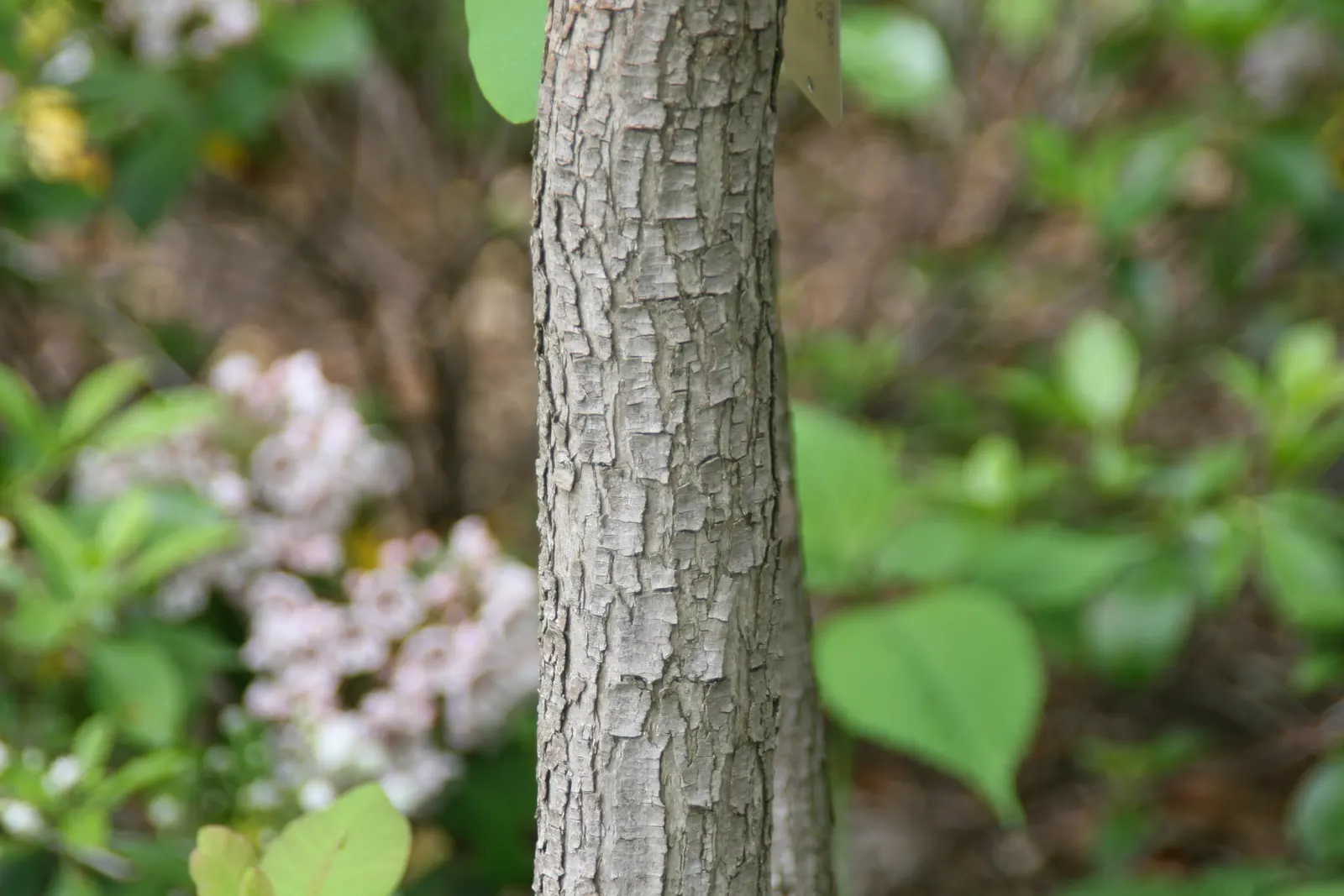 American Smoke Bush (Cotinus Obovatus) — and purplish-pink before dropping