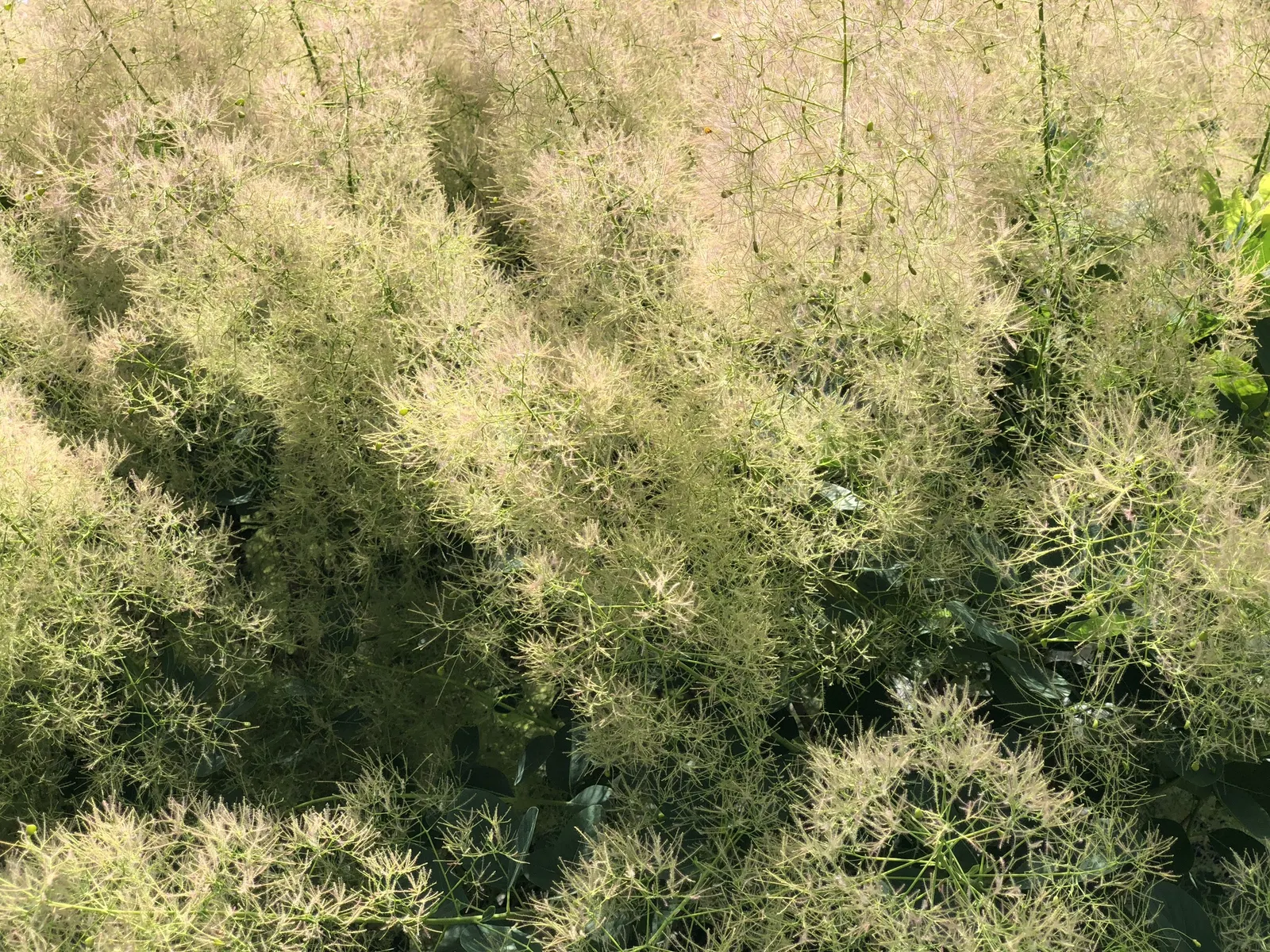 American Smoke Bush (Cotinus Obovatus) — the foliage offers a stunning display