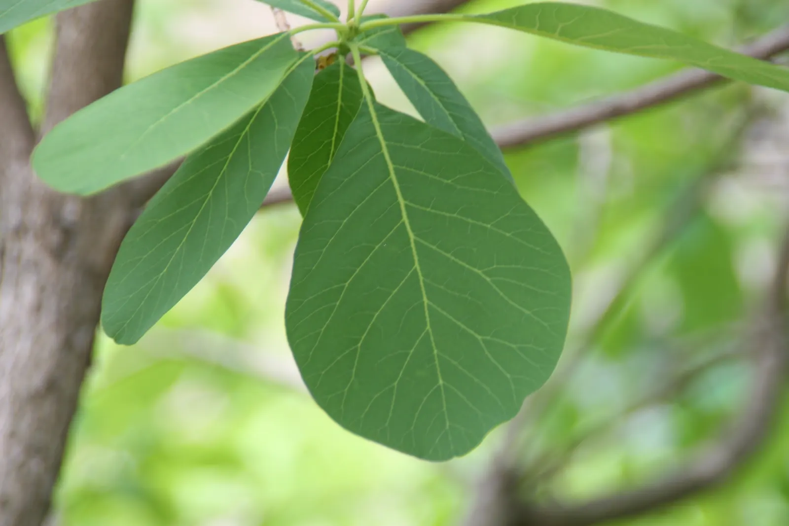 American Smoke Bush (Cotinus Obovatus) — green and yellow flowers in the garden