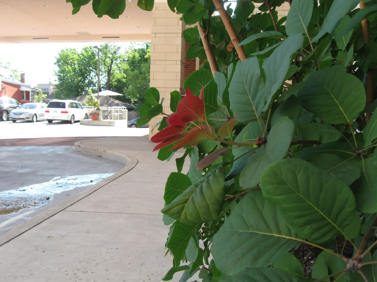 American Smoke Bush (Cotinus Obovatus) — This low-maintenance native offers dramatic texture and color to any landscape