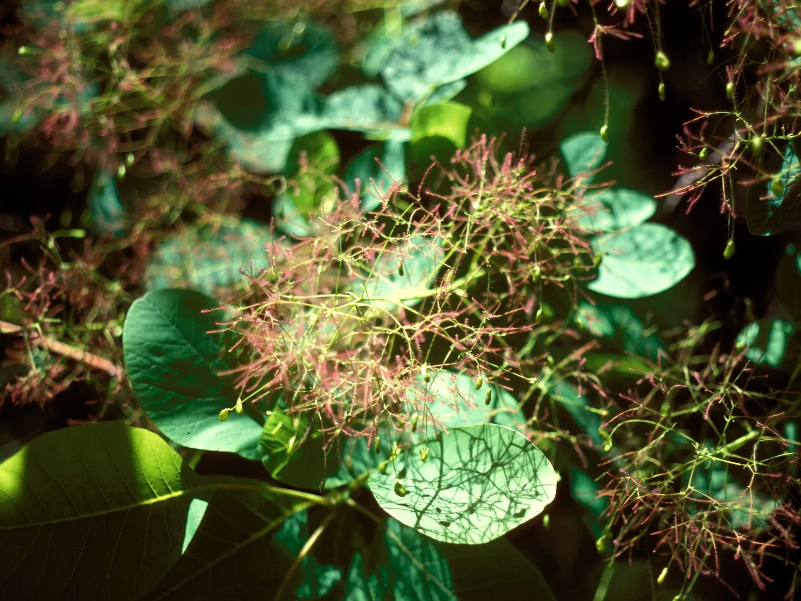 American Smoke Bush (Cotinus Obovatus) — It reaches heights of 10-15 feet, with a similar spread