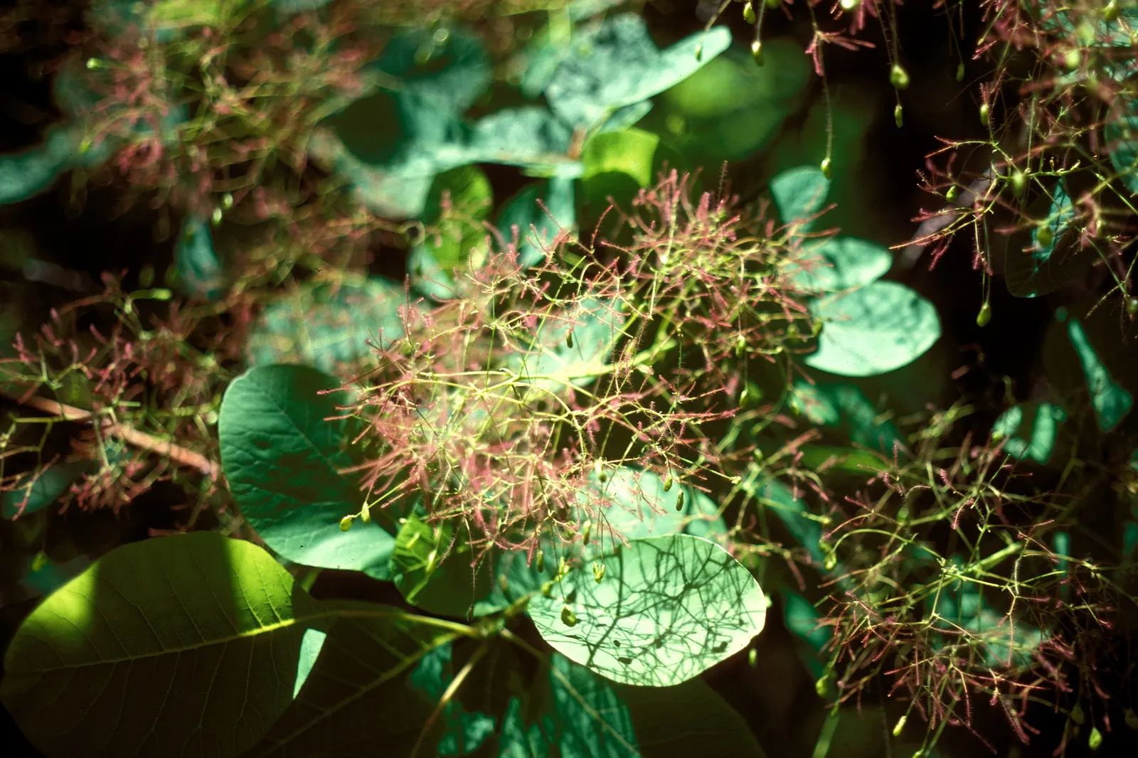 American Smoke Bush (Cotinus Obovatus) — With its bold texture and captivating seasonal transformations