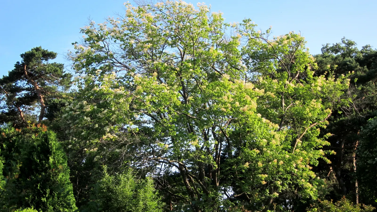 American Smoke Bush (Cotinus Obovatus) — scientifically known as Cotinus obovatus
