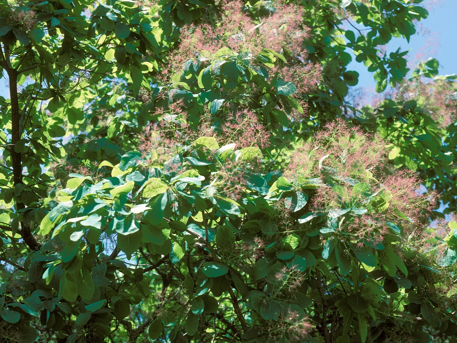 American Smoke Bush (Cotinus Obovatus) — the American Smoke Bush not only adds visual interest but also attracts birds and pollinators