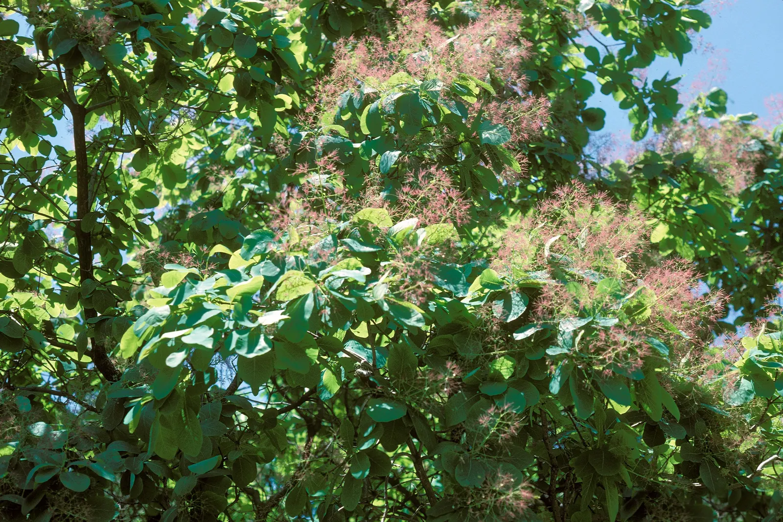 American Smoke Bush (Cotinus Obovatus) — the American Smoke Bush is drought tolerant once established and requires little pruning