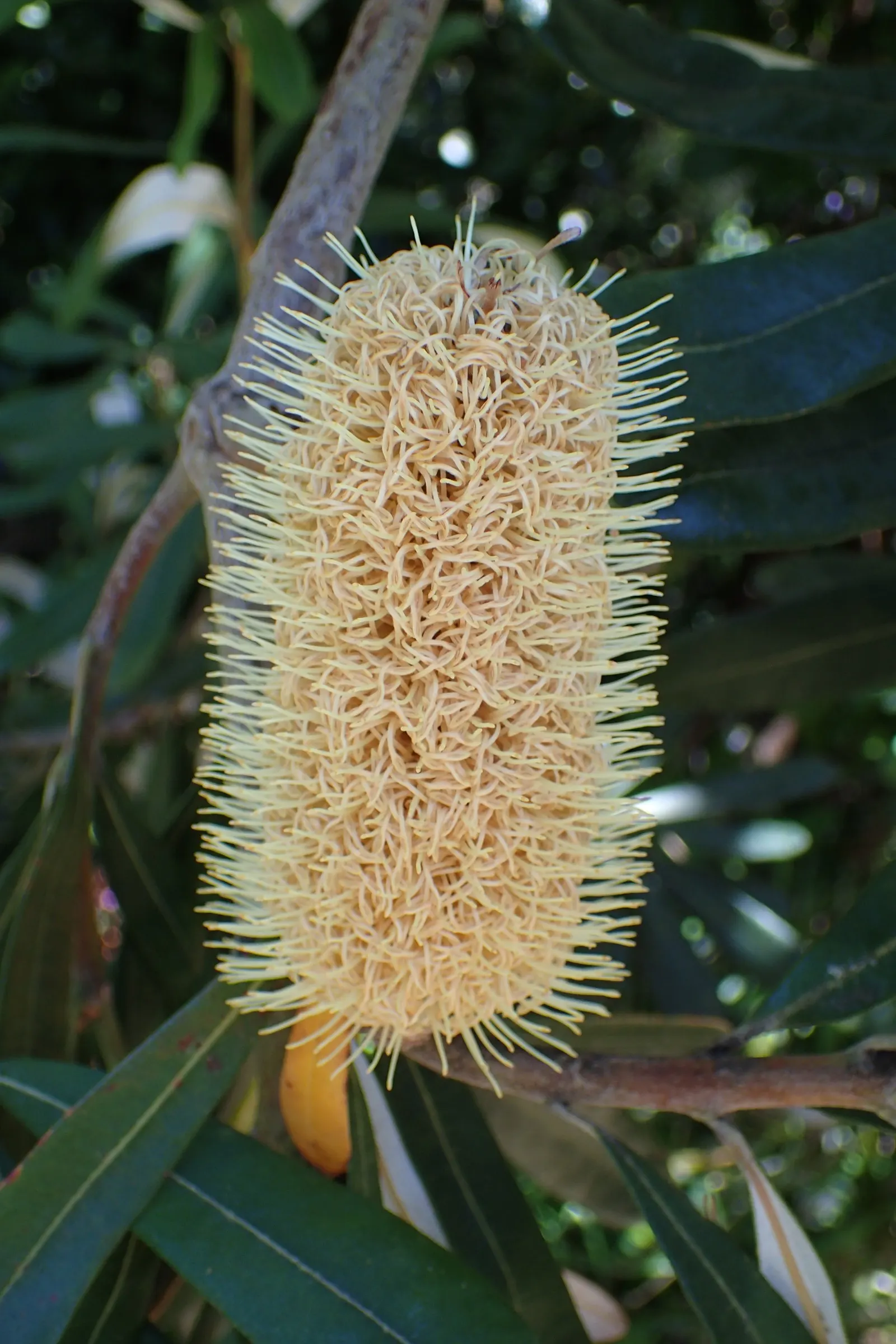 Coast Banksia (Banksia Integrifolia) — is a robust and versatile evergreen tree native to Australia; shrub / tree with yellow blooms, image 62