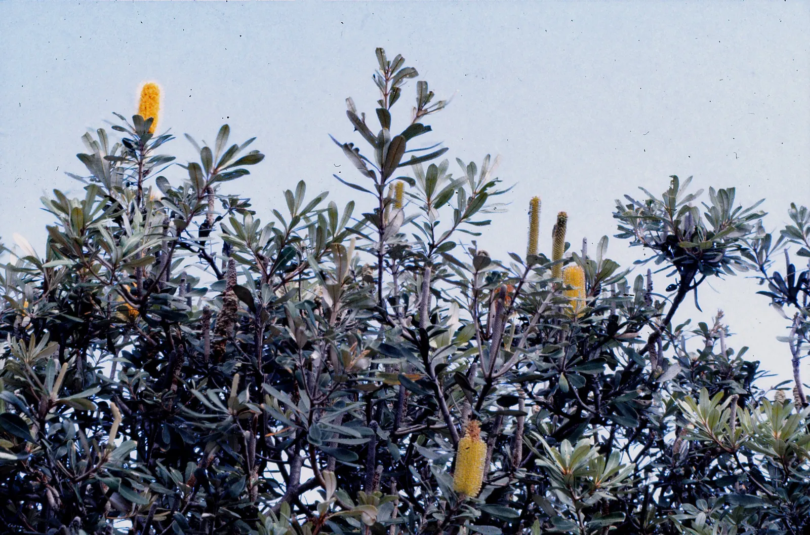 Coast Banksia (Banksia Integrifolia) — shrub / tree for full