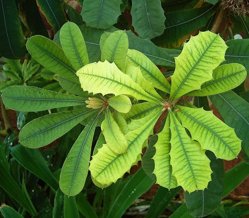 Coast Banksia (Banksia Integrifolia) — evergreen tree native to Australia; it can soar to a majestic 70 feet