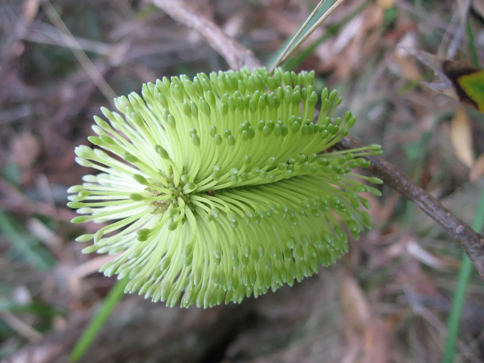 Coast Banksia (Banksia Integrifolia) — This makes it a sustainable choice that adds both ecological value and aesthetic appeal to any garden, image 105