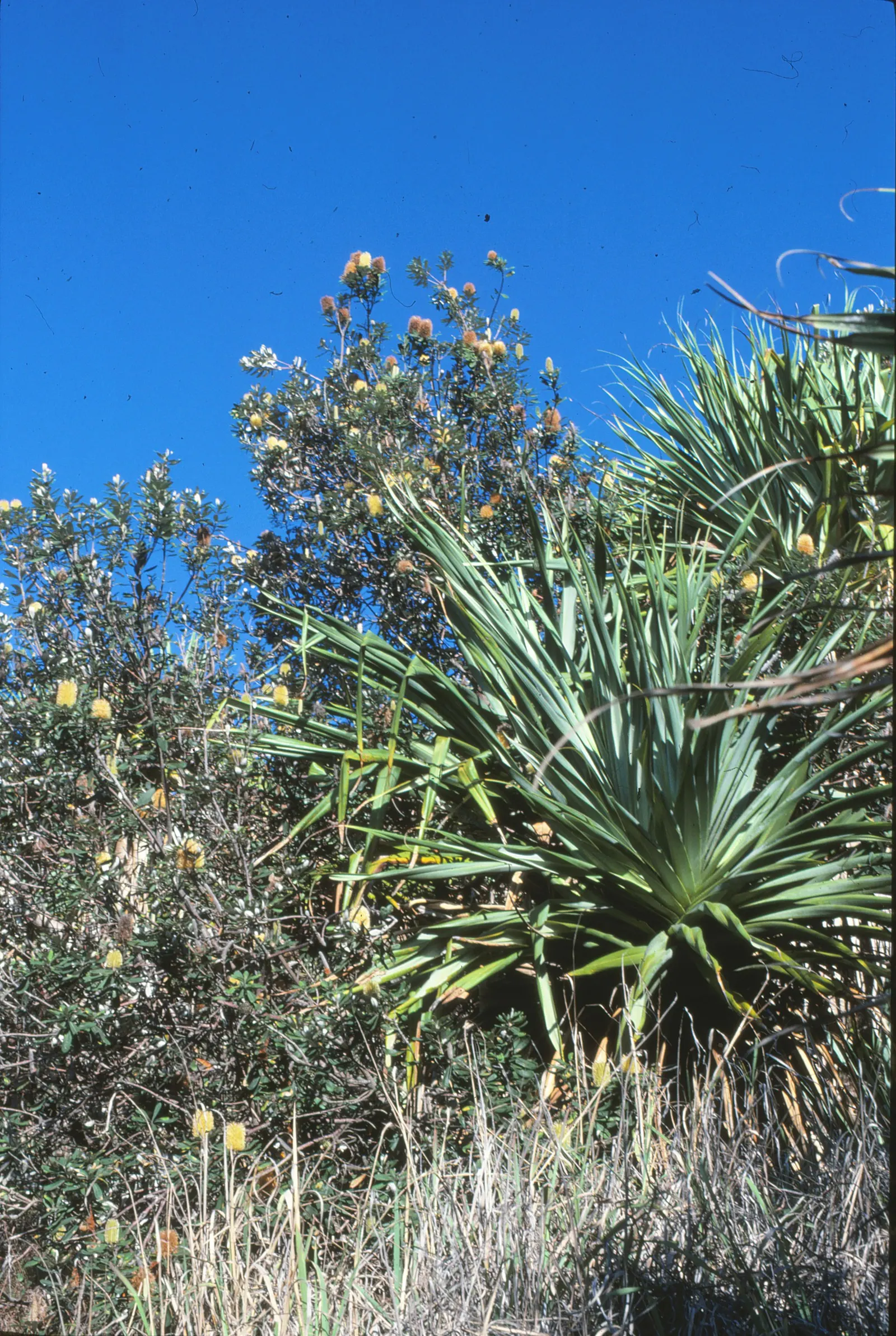 Coast Banksia (Banksia Integrifolia) — yellow flowers in the garden; though in its natural habitat, image 106