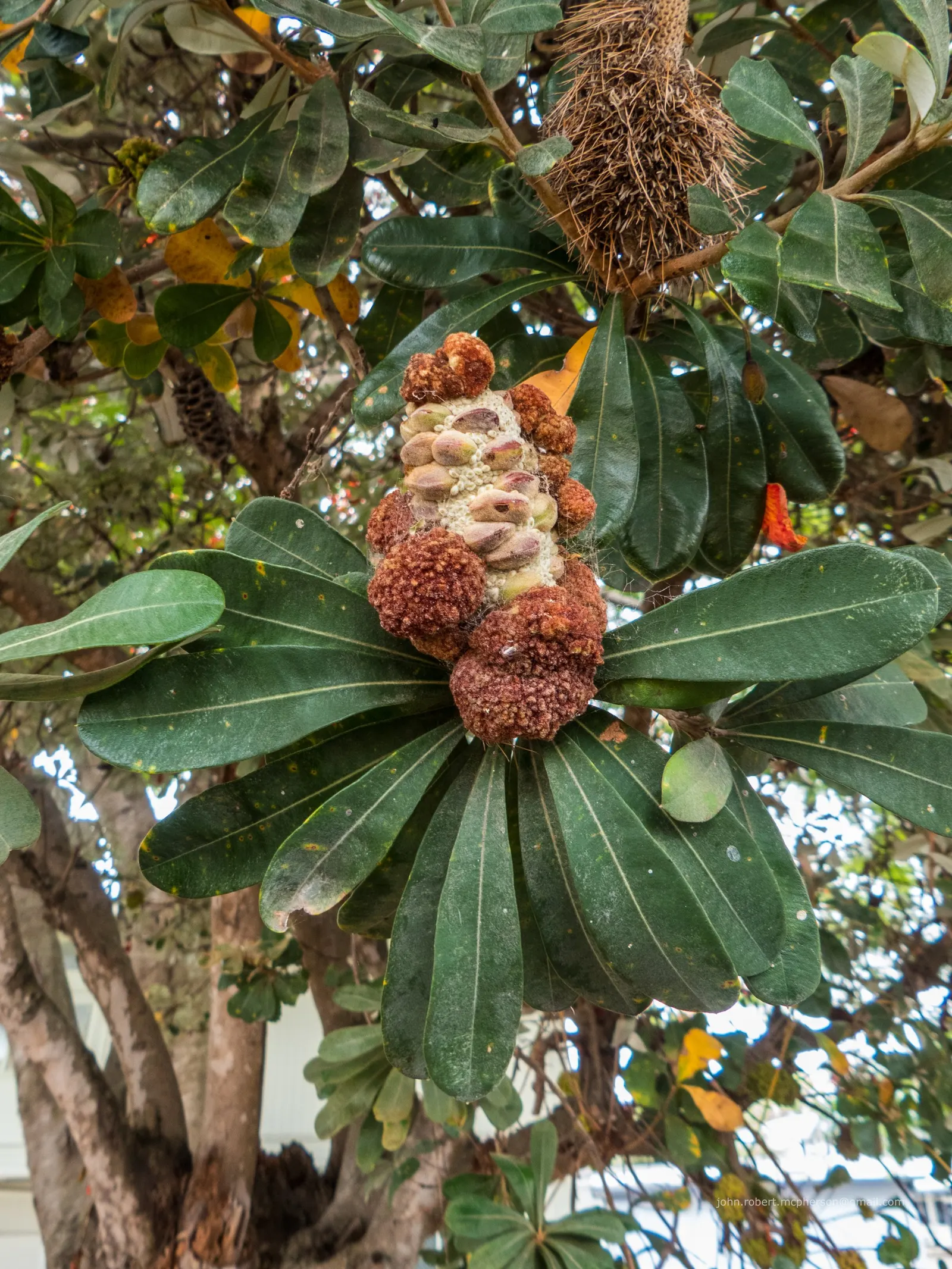 Coast Banksia (Banksia Integrifolia) — requiring minimal additional watering and care, image 104
