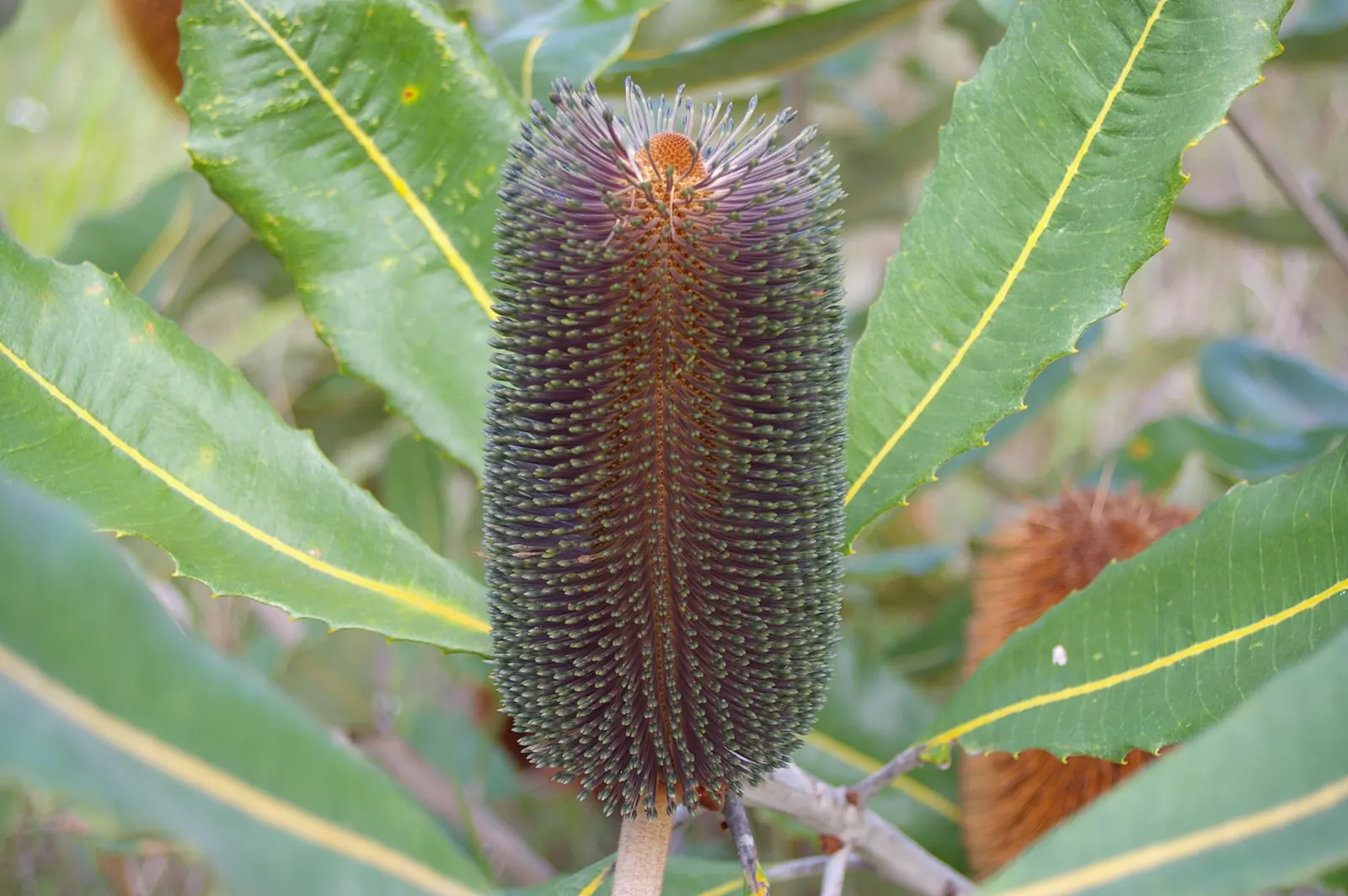 Coast Banksia (Banksia Integrifolia) — scientifically known as Banksia integrifolia; showcasing a bountiful source of nectar that attracts a wide, image 88