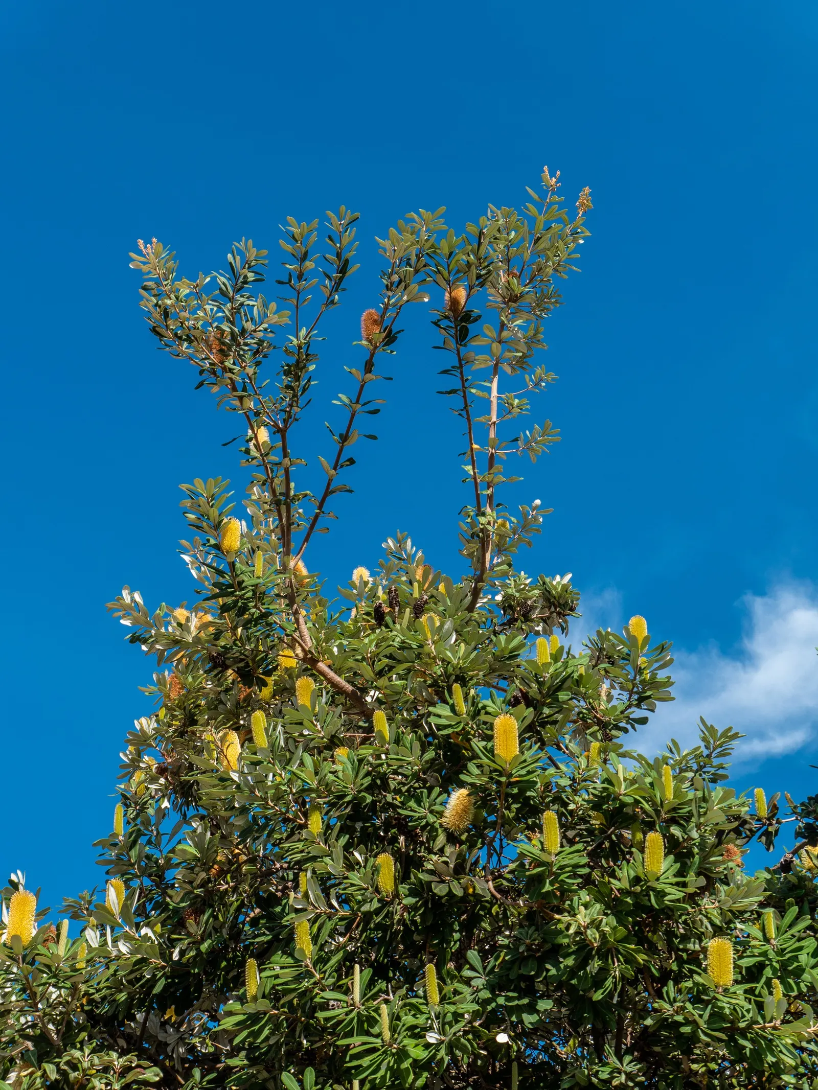 Coast Banksia (Banksia Integrifolia) — Provides year-round interest with its distinctive seed cones and textural foliage; the leaves of the Coast, image 114