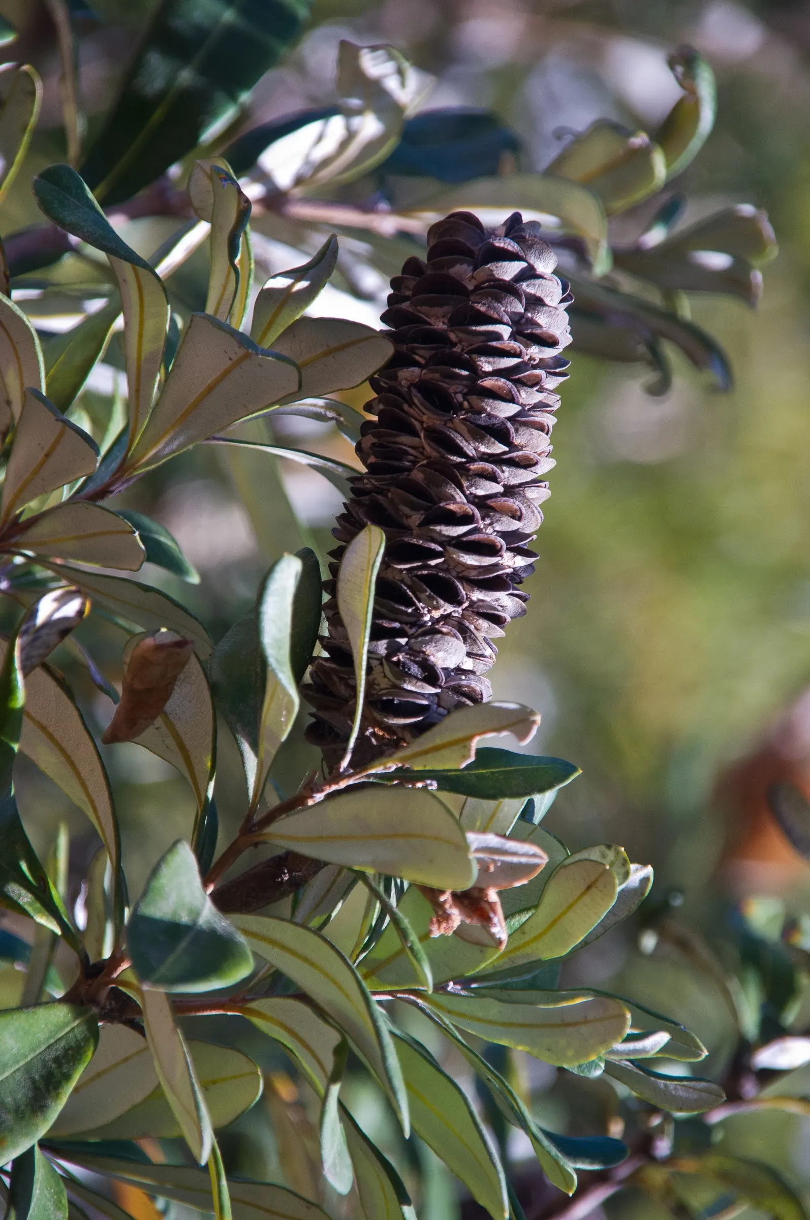 Coast Banksia (Banksia Integrifolia) — These blossoms are pale yellow to greenish in hue and can reach up to 4 inches in length; is a robust and, image 98