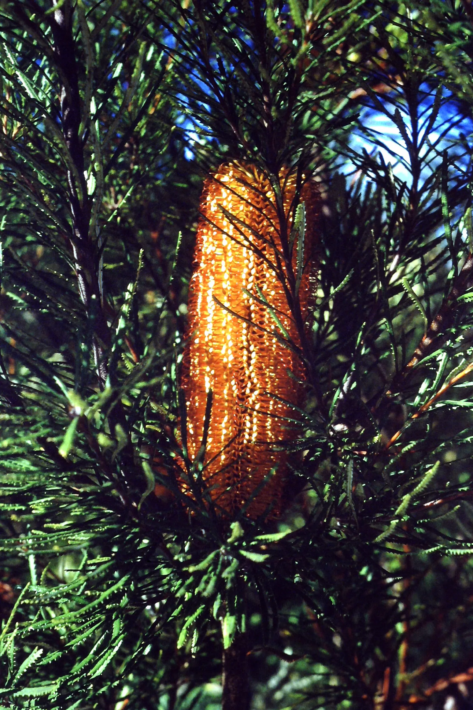 Coast Banksia (Banksia Integrifolia) — shrub / tree for full; this makes it a sustainable choice that adds both ecological value and aesthetic appeal to any