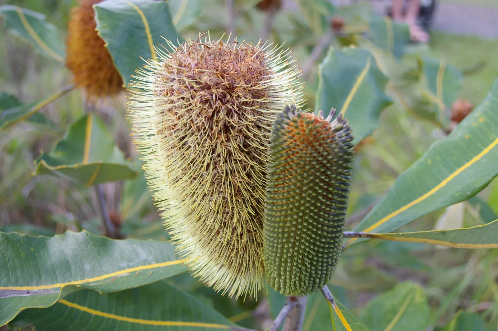 Coast Banksia (Banksia Integrifolia) — though in its natural habitat; offering a striking contrast that catches the eye, image 64