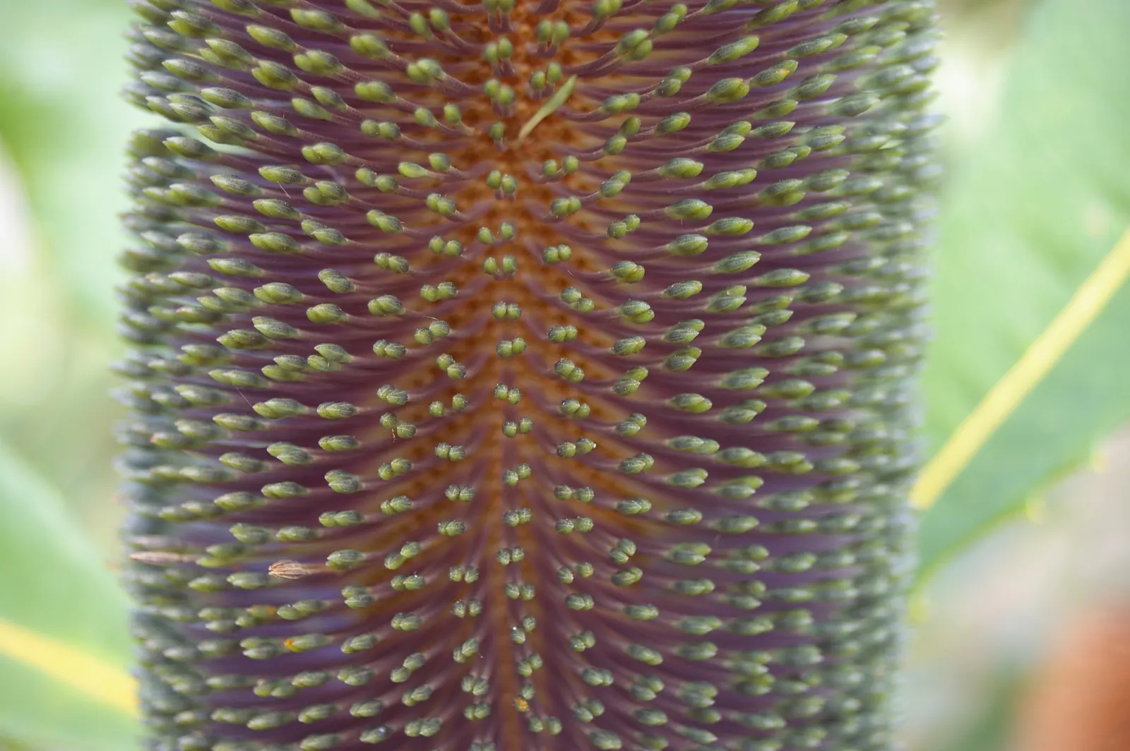 Coast Banksia (Banksia Integrifolia) — which resemble upright candles