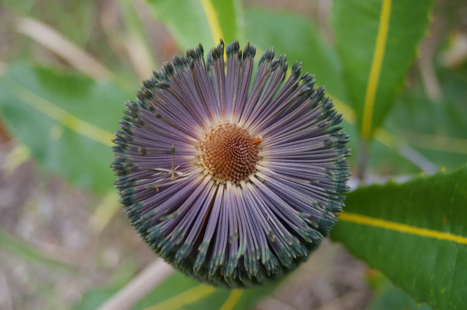 Coast Banksia (Banksia Integrifolia) — Provides year-round interest with its distinctive seed cones and textural foliage; the leaves of the Coast Banksia are a