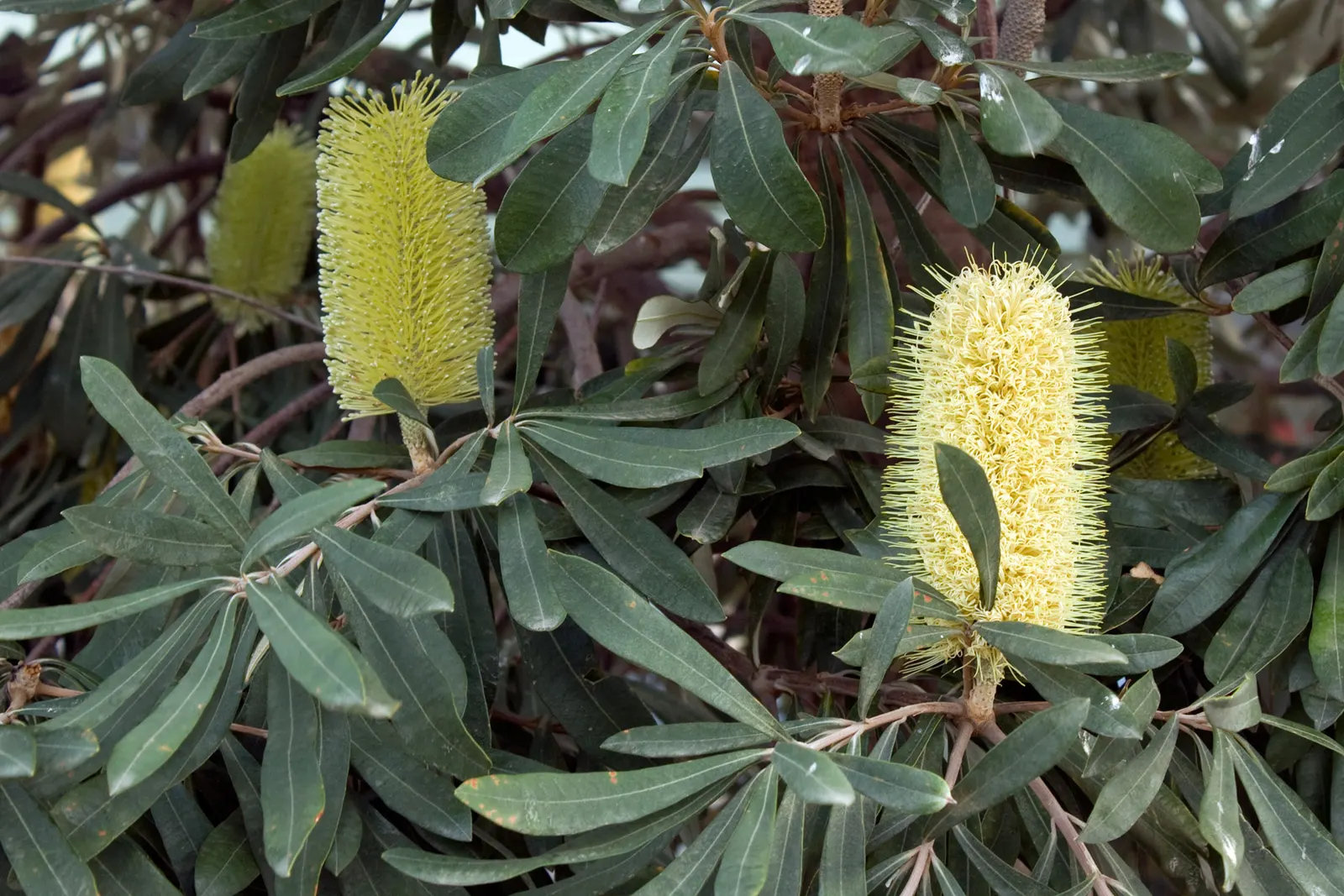Coast Banksia (Banksia Integrifolia) — These blossoms are pale yellow to greenish in hue and can reach up to 4 inches in length; is a robust and, image 71
