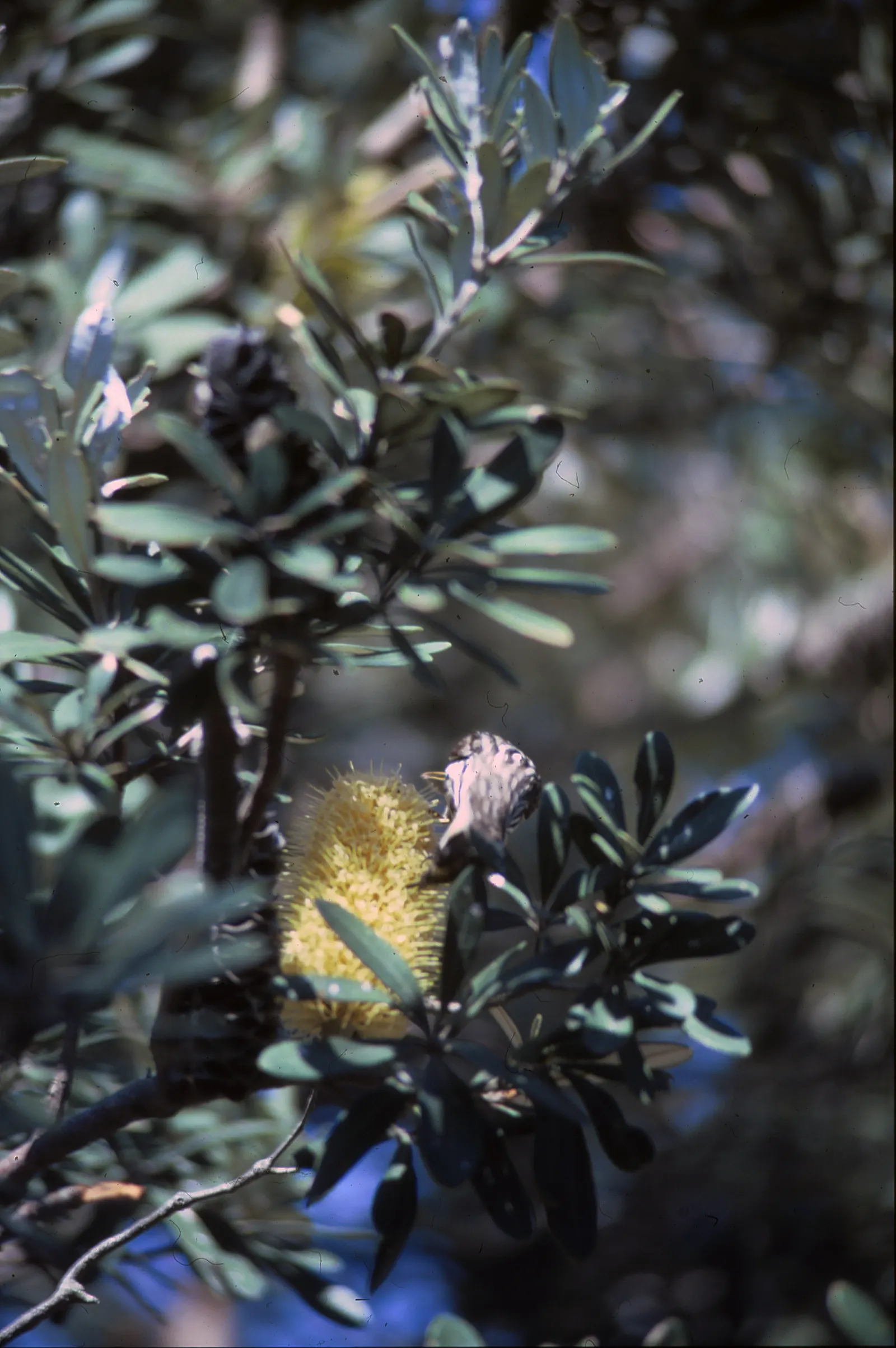 Coast Banksia (Banksia Integrifolia) — showcasing a bountiful source of nectar that attracts a wide array of pollinators