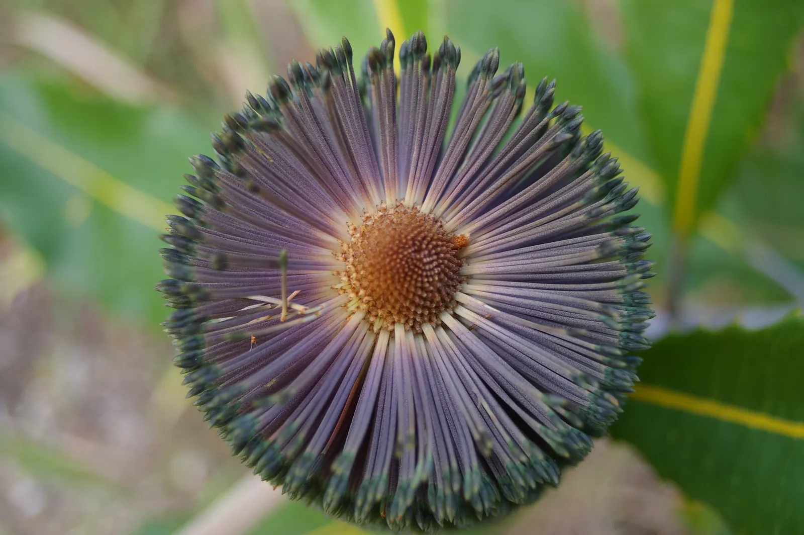 Coast Banksia (Banksia Integrifolia) — Flowering commonly occurs from late winter to midsummer; measuring 2 to 4 inches in length, image 72