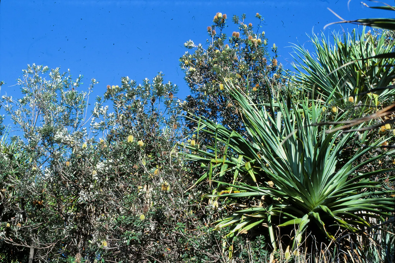 Coast Banksia (Banksia Integrifolia) — requiring minimal additional watering and care, image 77