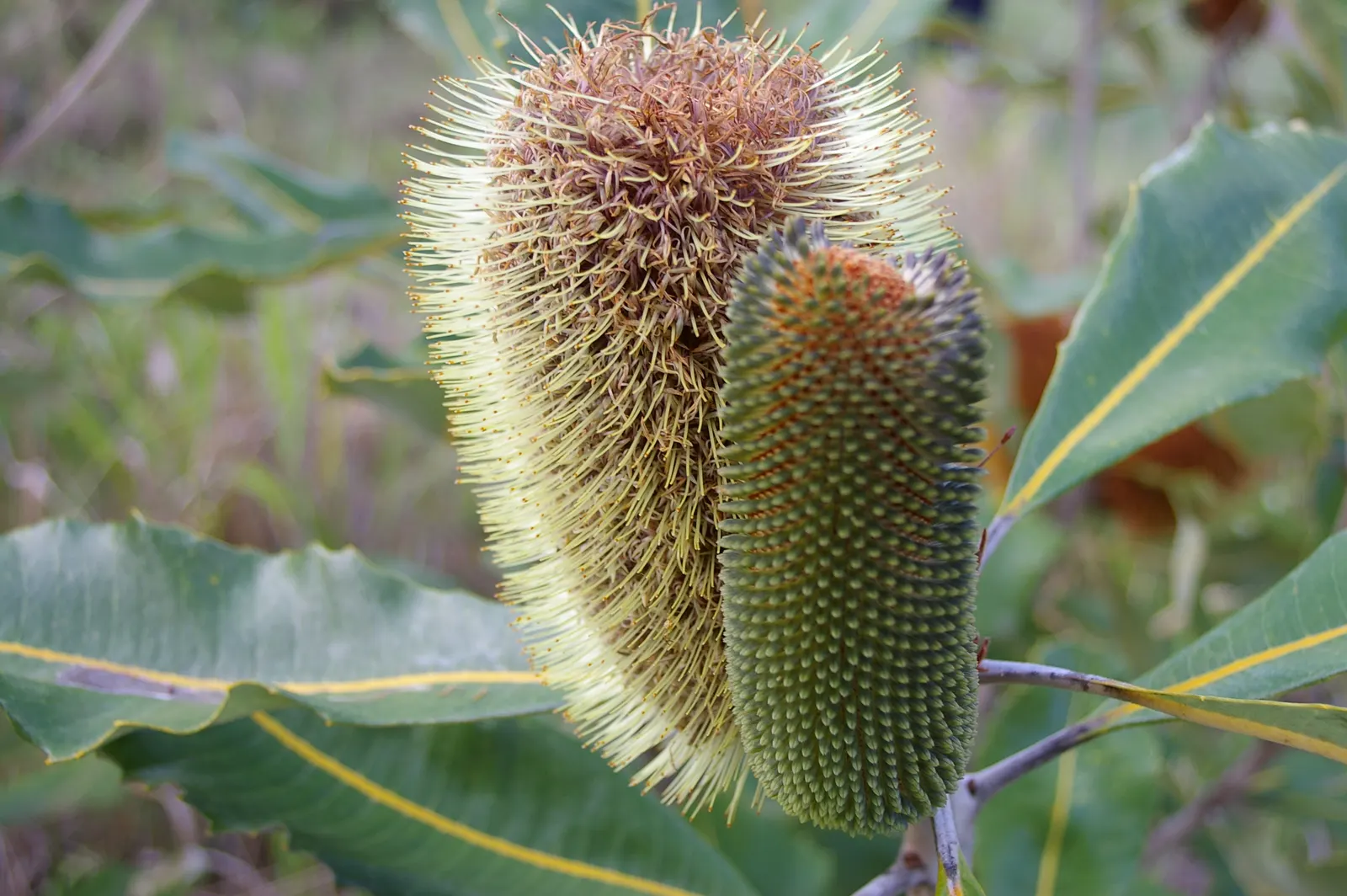 Coast Banksia (Banksia Integrifolia) — Adaptable to various climates, it tolerates salt spray, making it ideal for coastal landscapes