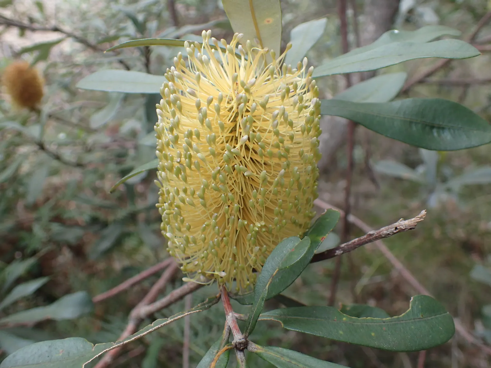 Coast Banksia (Banksia Integrifolia) — showcasing a bountiful source of nectar that attracts a wide array of pollinators; it's worth noting that Banksia