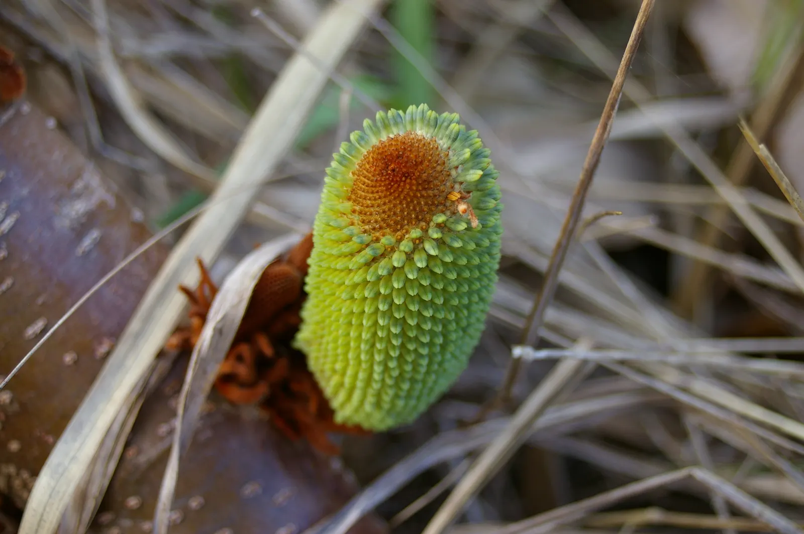 Coast Banksia (Banksia Integrifolia) — yellow flowers in the garden; though in its natural habitat