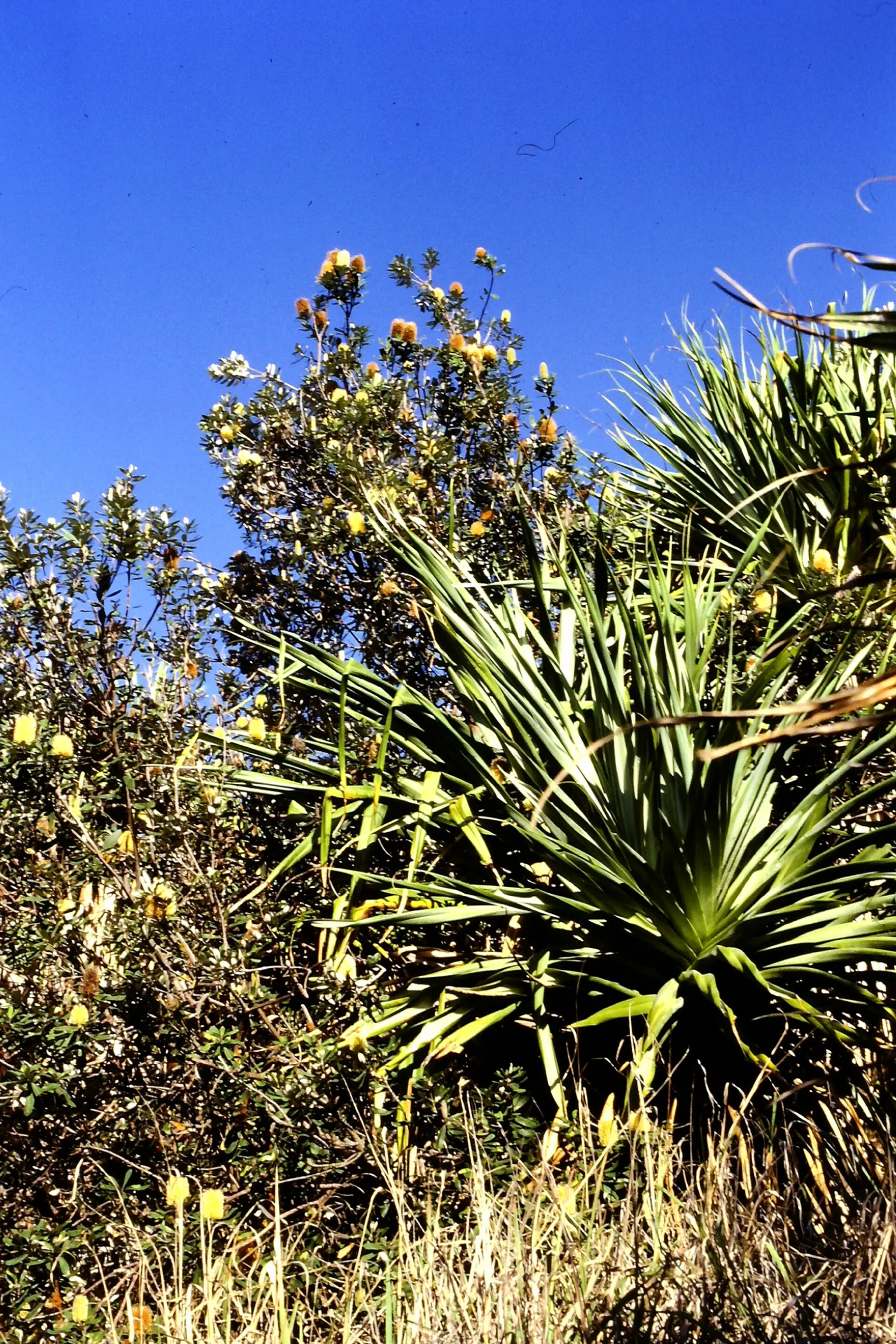 Coast Banksia (Banksia Integrifolia) — yellow flowers in the garden; though in its natural habitat, image 133