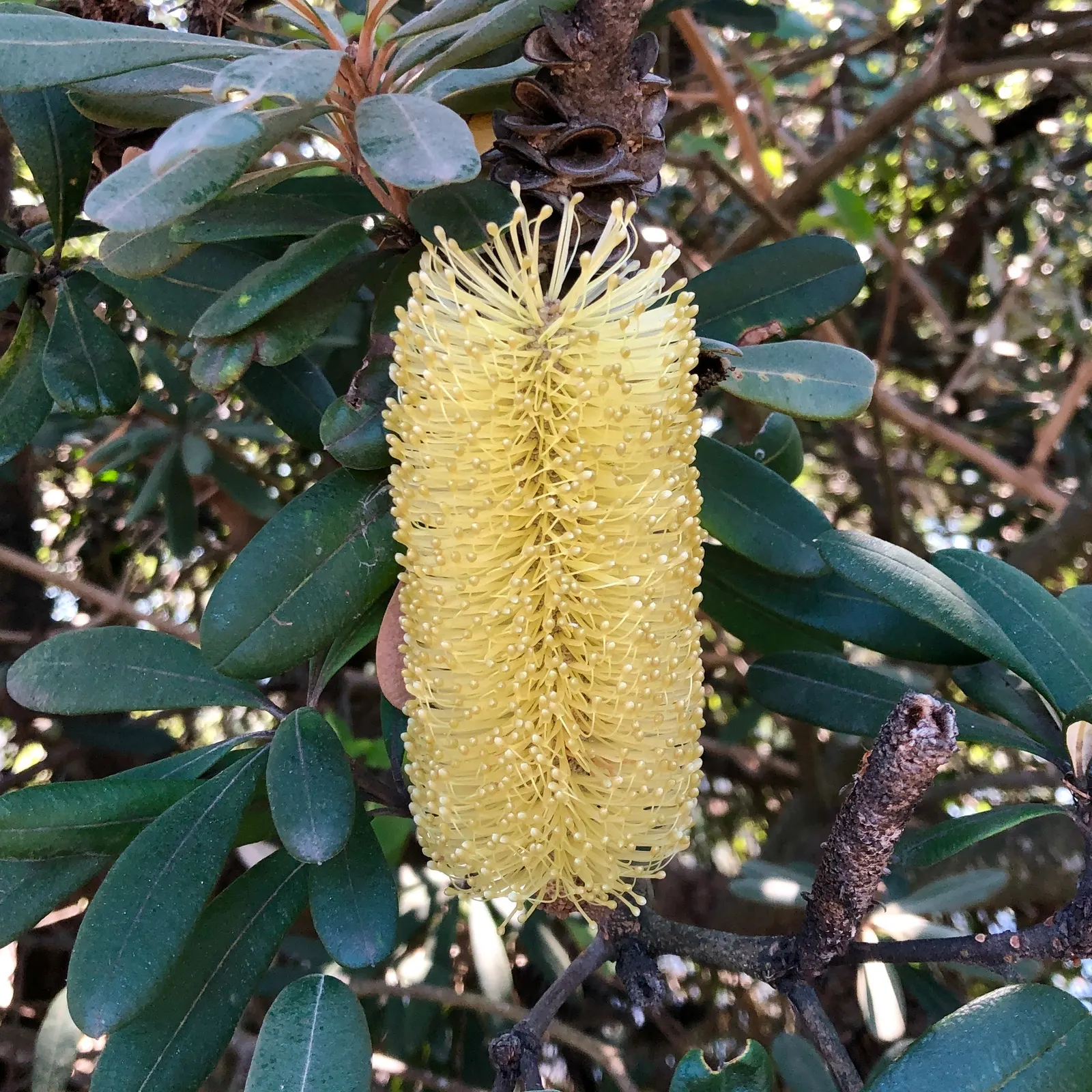 Coast Banksia (Banksia Integrifolia) — which resemble upright candles; coast Banksia (Banksia integrifolia) is a robust, image 124