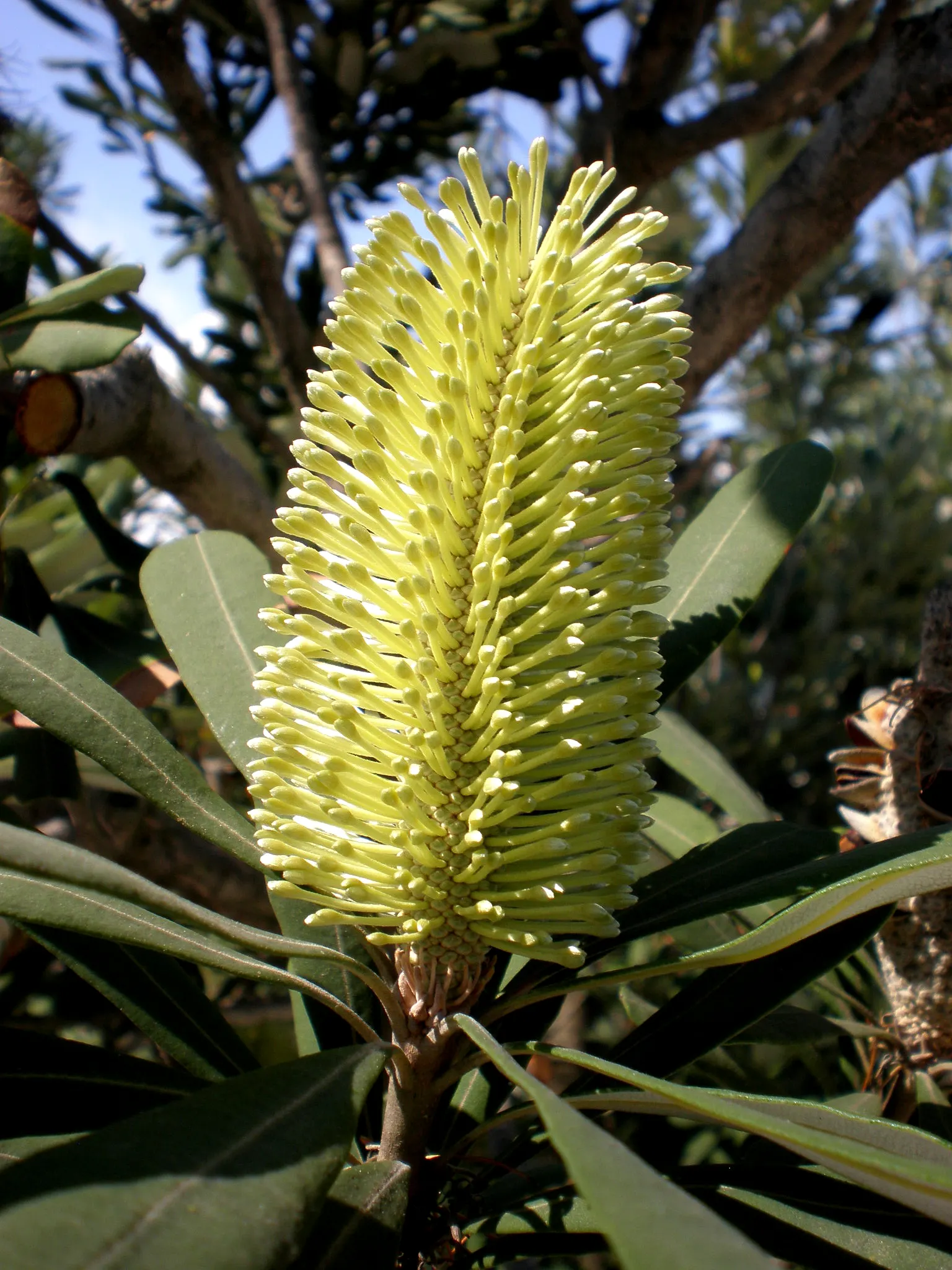 Coast Banksia (Banksia Integrifolia) — measuring 2 to 4 inches in length