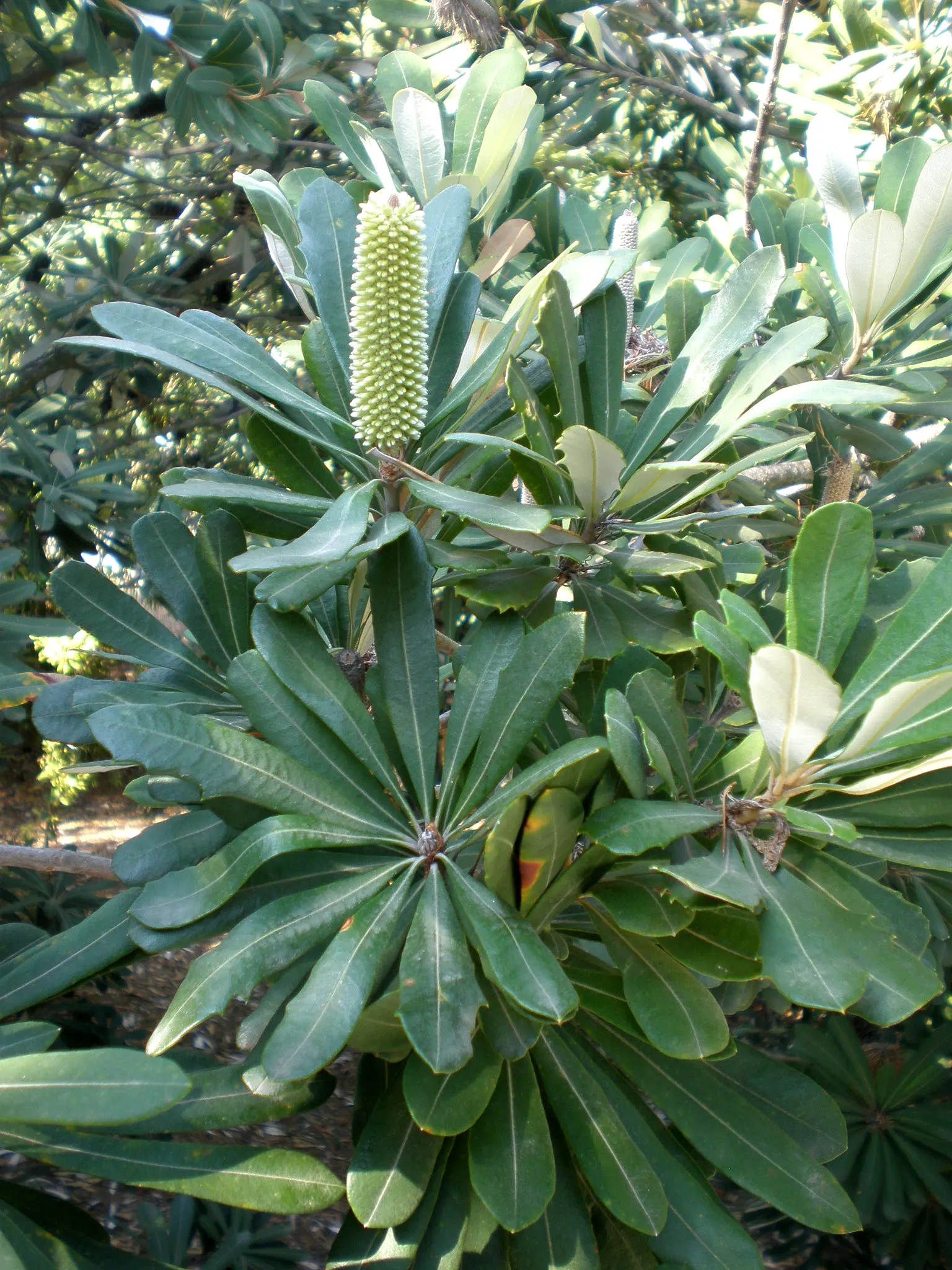 Coast Banksia (Banksia Integrifolia) — is a robust and versatile evergreen tree native to Australia