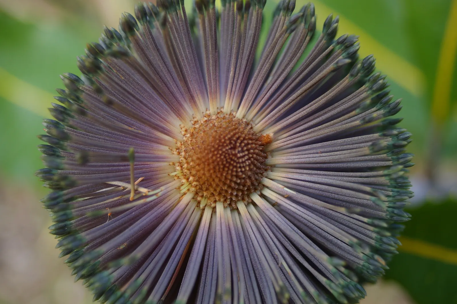 Coast Banksia (Banksia Integrifolia) — it can soar to a majestic 70 feet; including birds and bees.<br><br>Adaptable to a range of soils, image 92