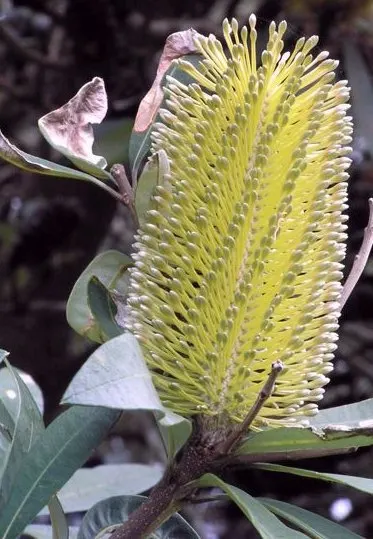 Coast Banksia (Banksia Integrifolia) — Esteemed for its distinctive foliage and striking floral displays; provides year-round interest with its, image 90