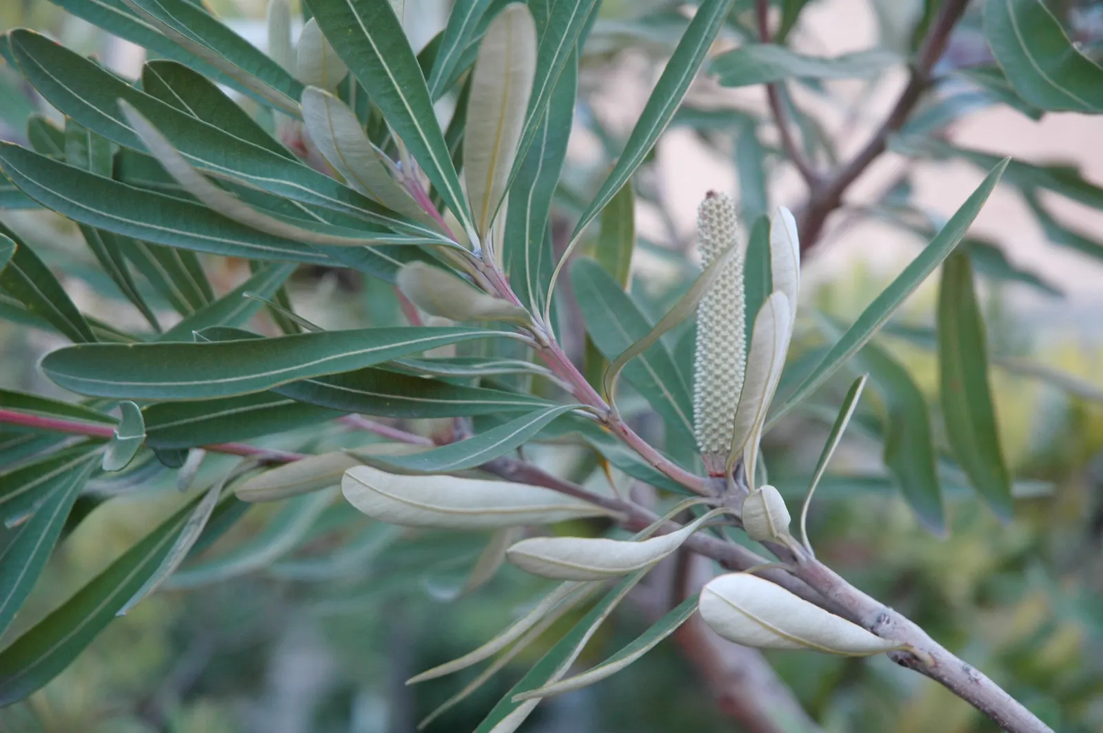 Coast Banksia (Banksia Integrifolia) — The leaves of the Coast Banksia are a deep green above with a silver-grey underside; shrub / tree for full, image 66