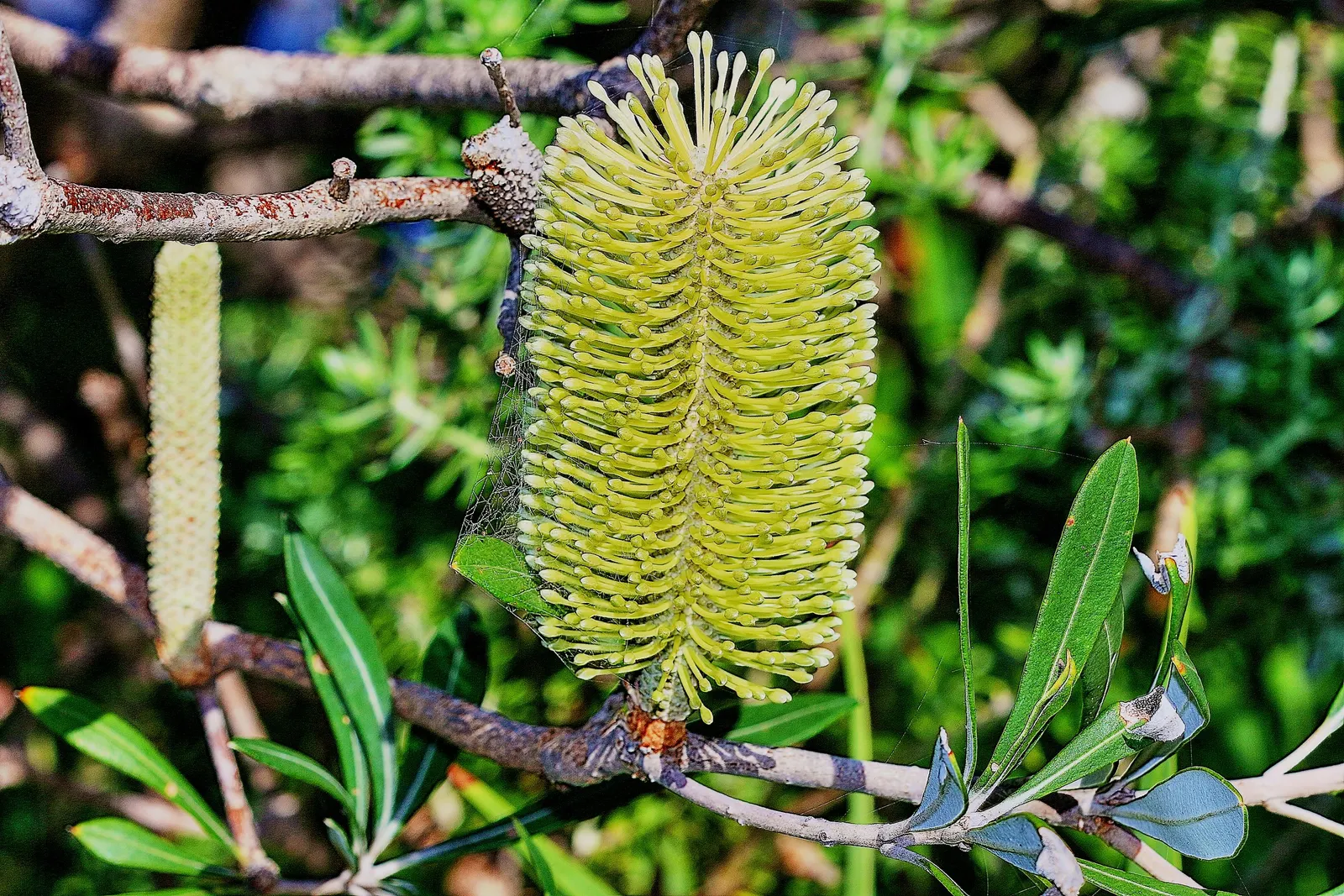 Coast Banksia (Banksia Integrifolia) — The leaves of the Coast Banksia are a deep green above with a silver-grey underside